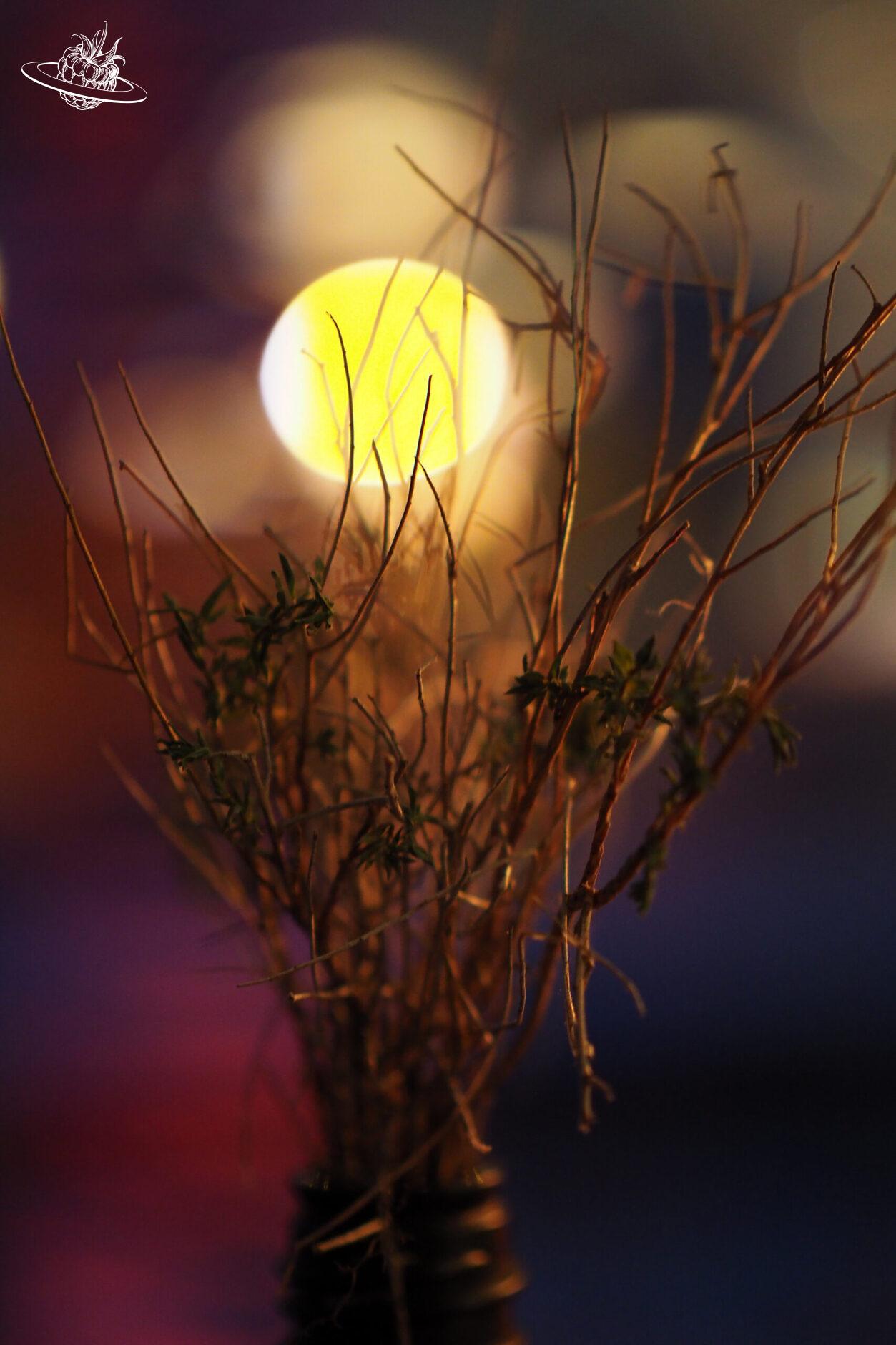 Innendesign Strauch mit unscharfem Hintergrund