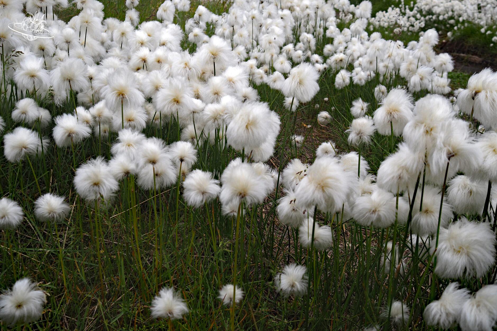 Arctic Wolgras Blumenwiese