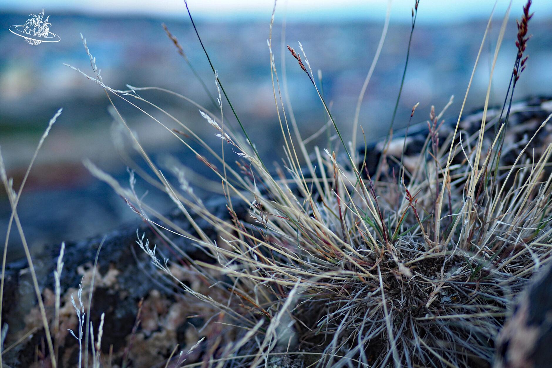 Flora Grönland im Fokus. Unscharfer Hintergrund