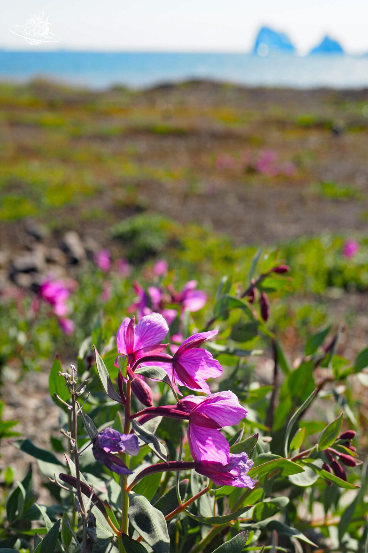 blume im vordergrund auf wiese und im Hintergrund Eisberge