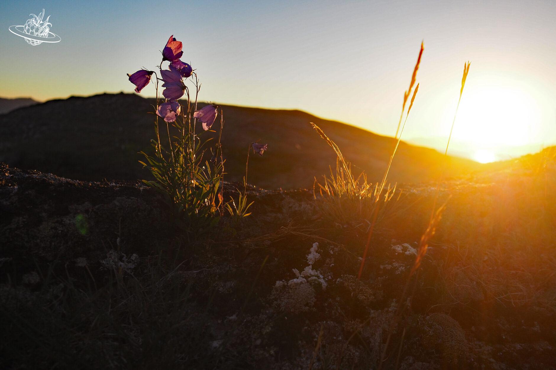 Blumen im Sonnenlicht in Grönland