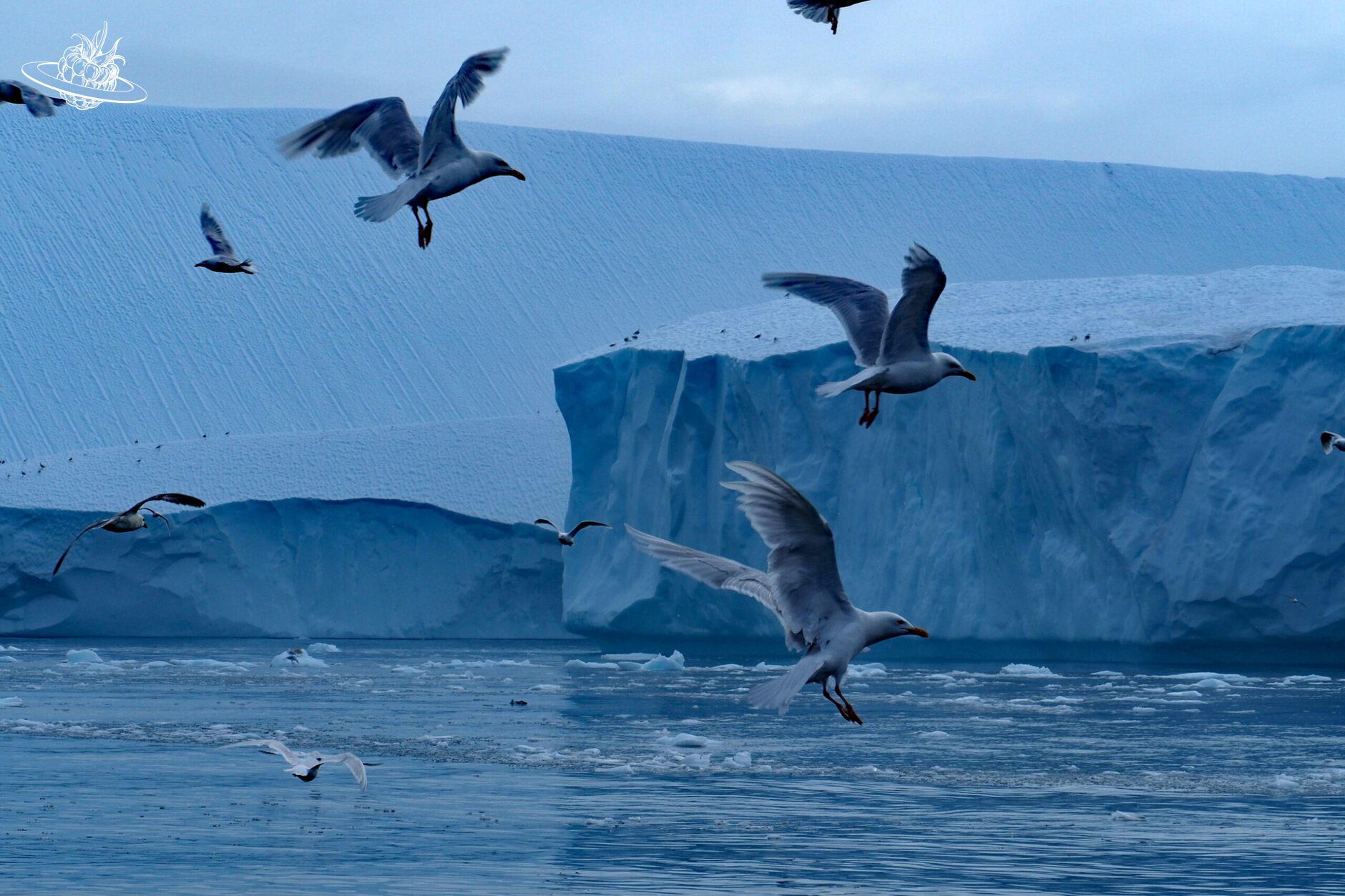 fliegende Vögel vor Eisberg in Ilulissat