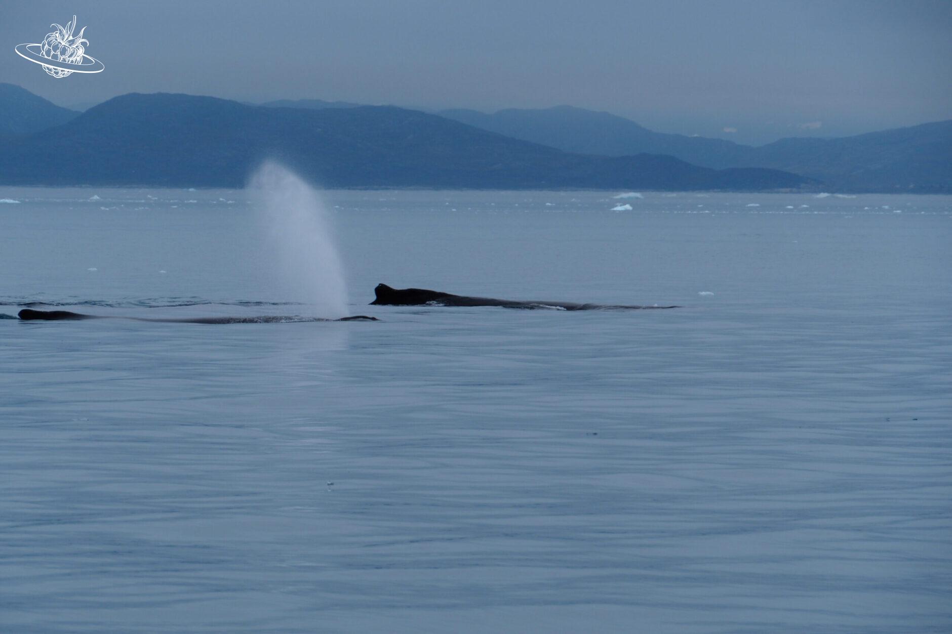 zwei Wale in See in Grönland