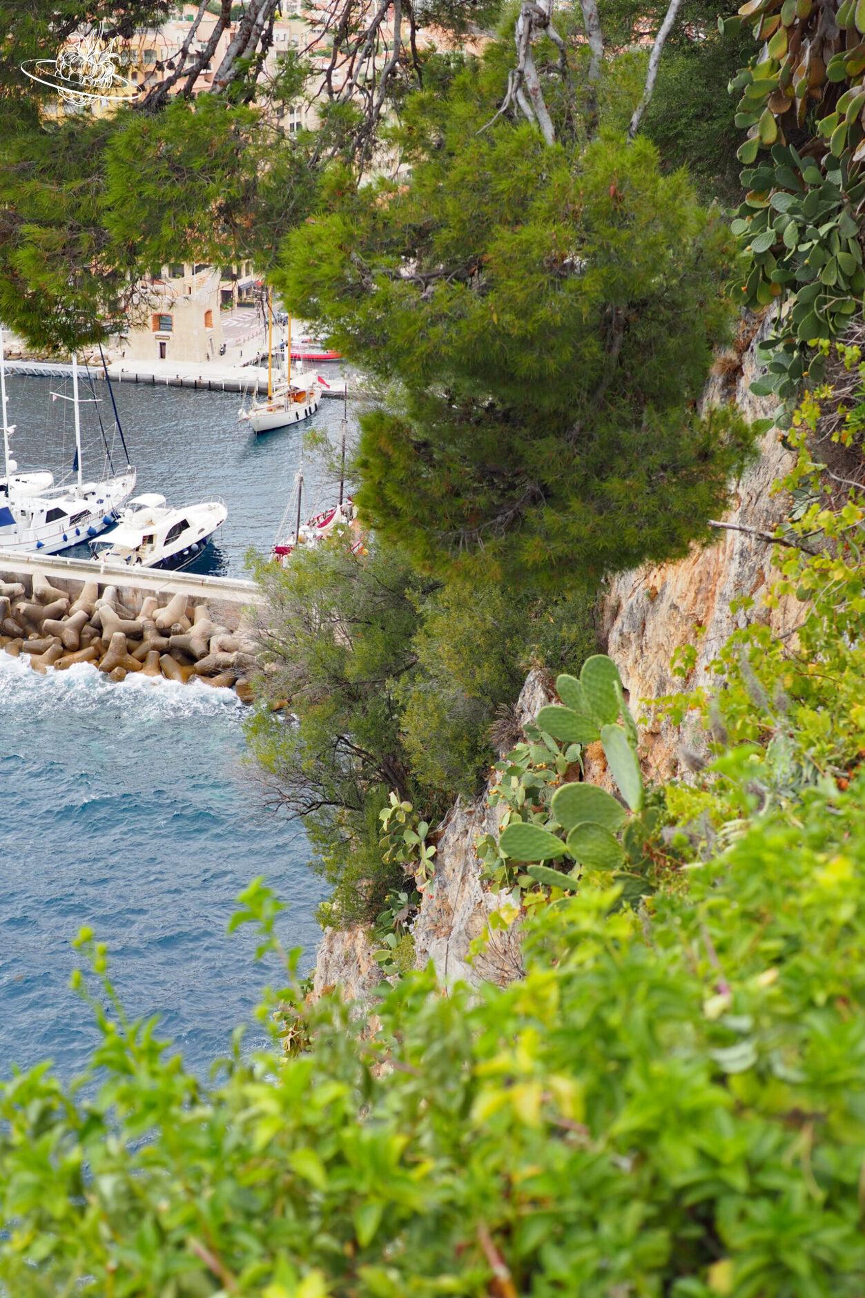Kaktus im Jardins de Saint-Martin in Monaco