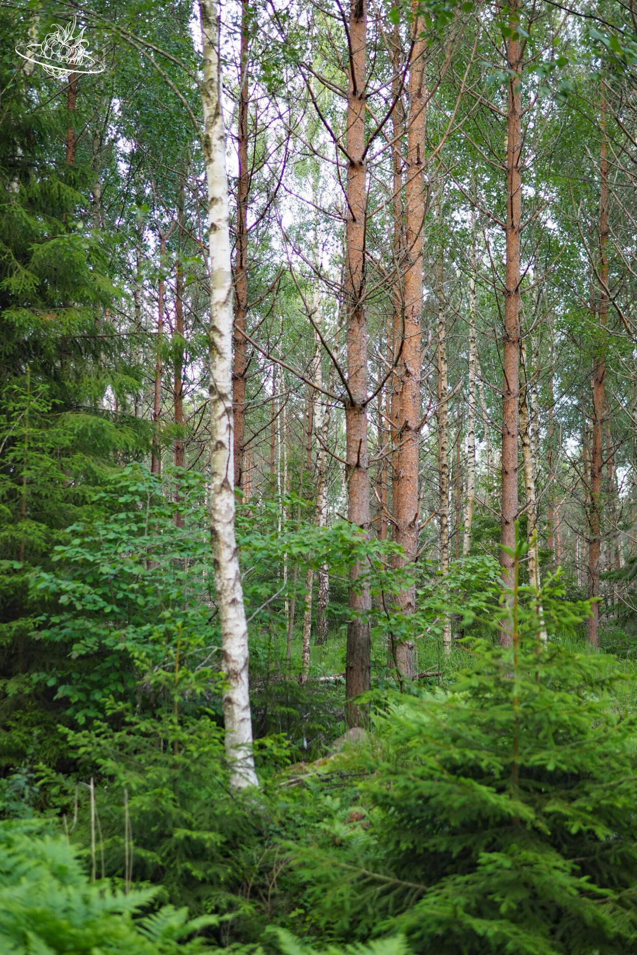 Wald Aland Baeume