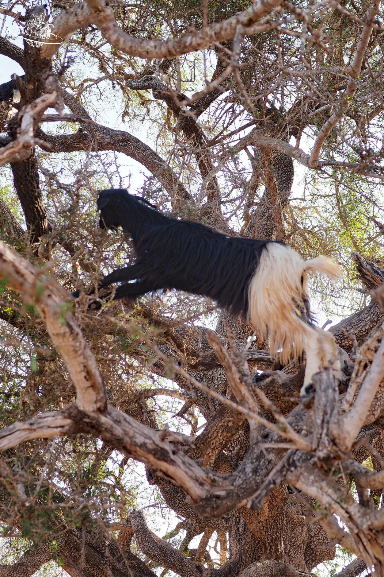 Schwarz-Weisse-Ziege auf dem Baum