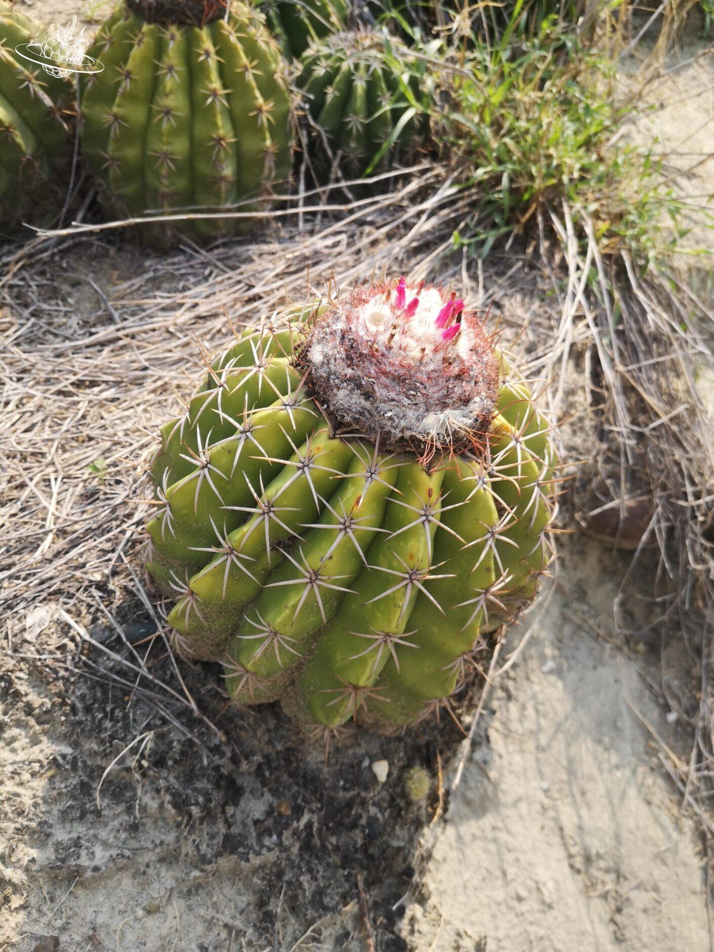 Kaktus mit Blüte