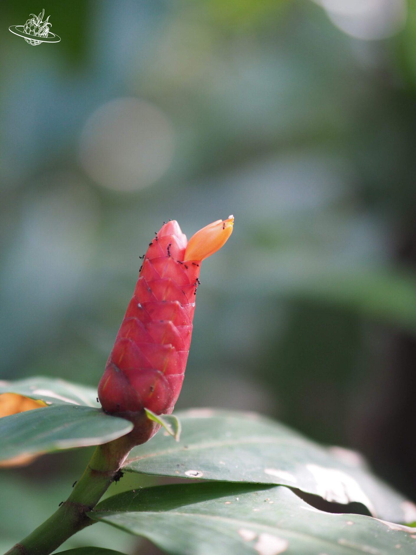 Rote Blüte mit kleinen Ameisen