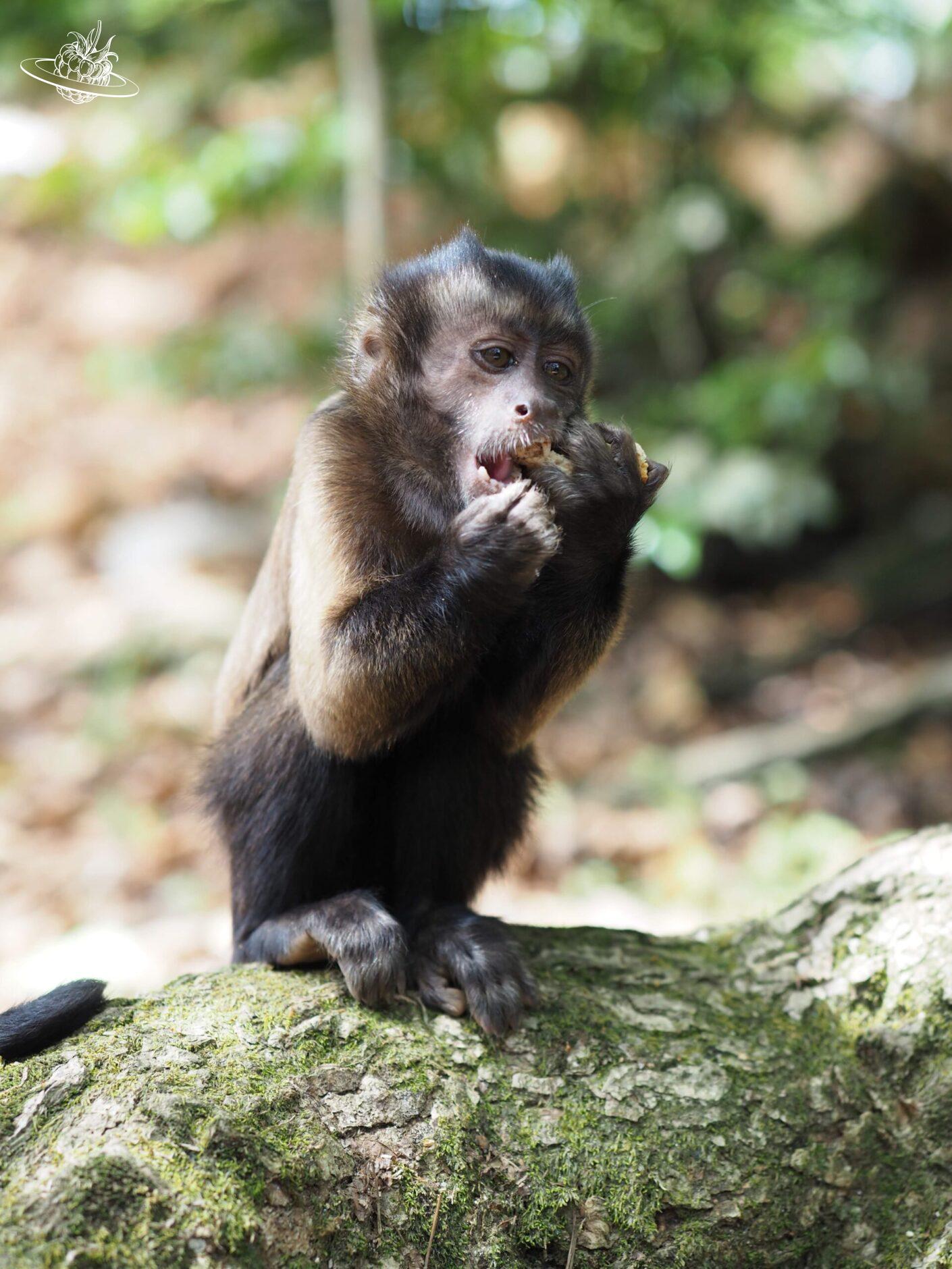 Kleiner Affe am Essen