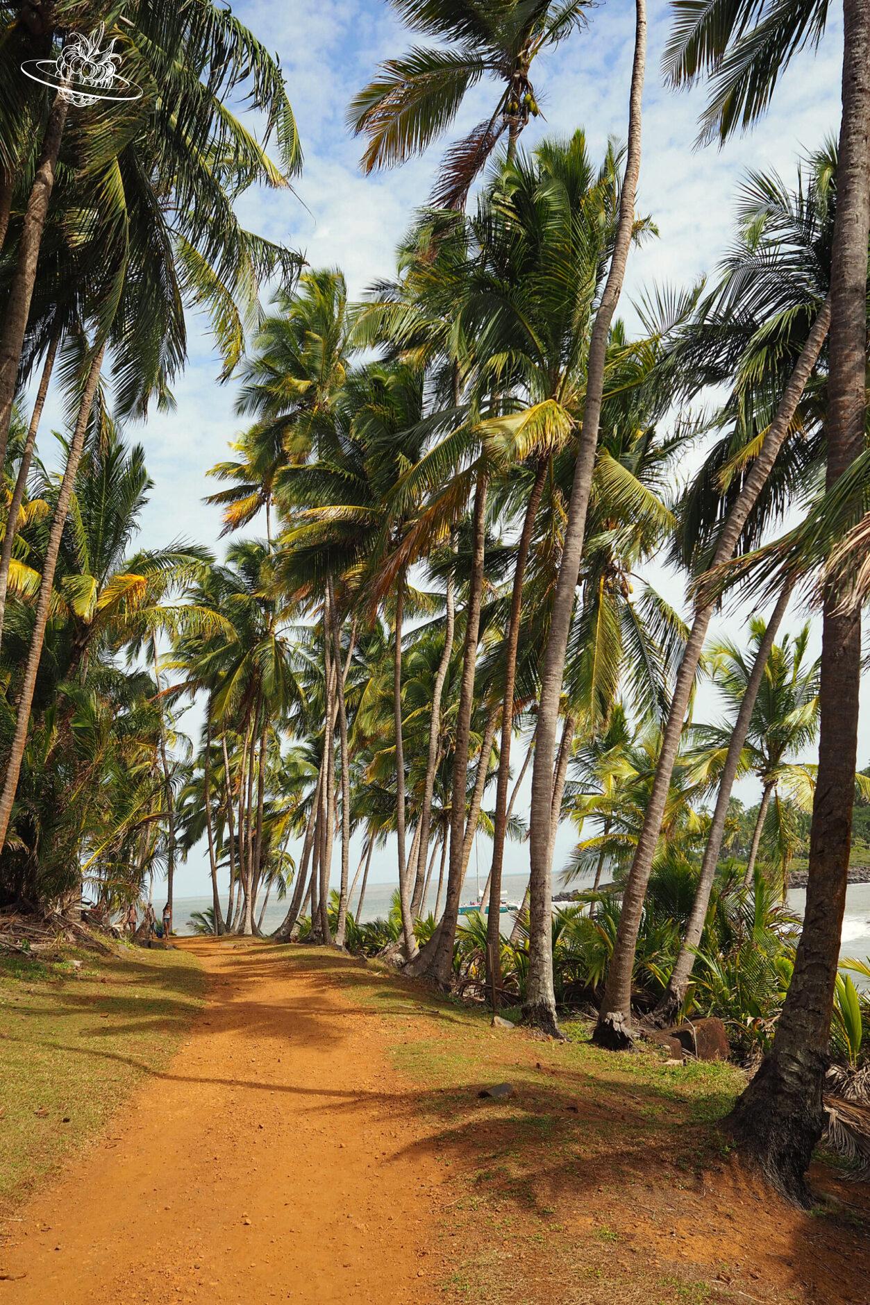 Palmen auf Französisch guyana Insel