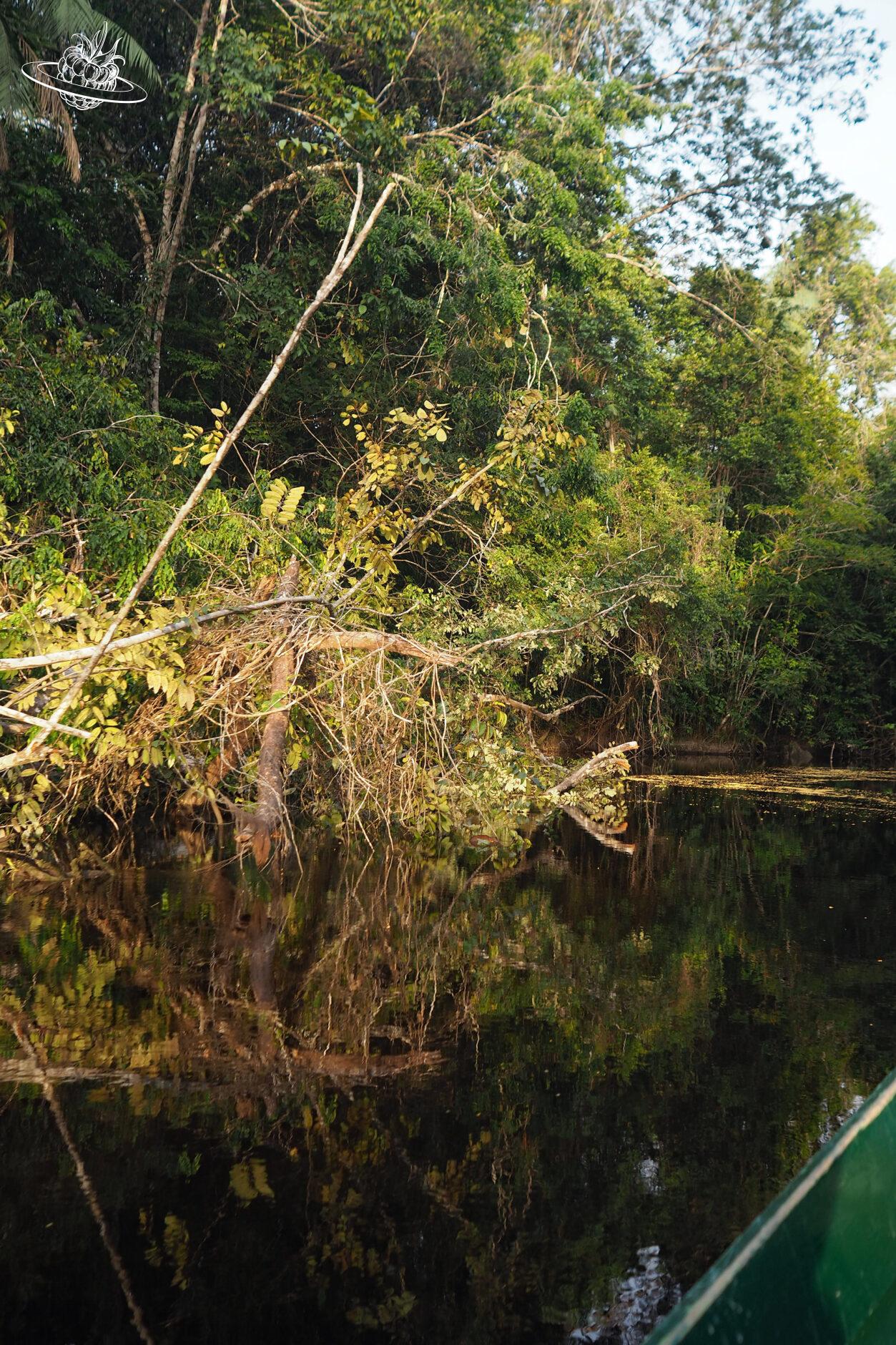 Spiegelung im Guyanischen Fluss