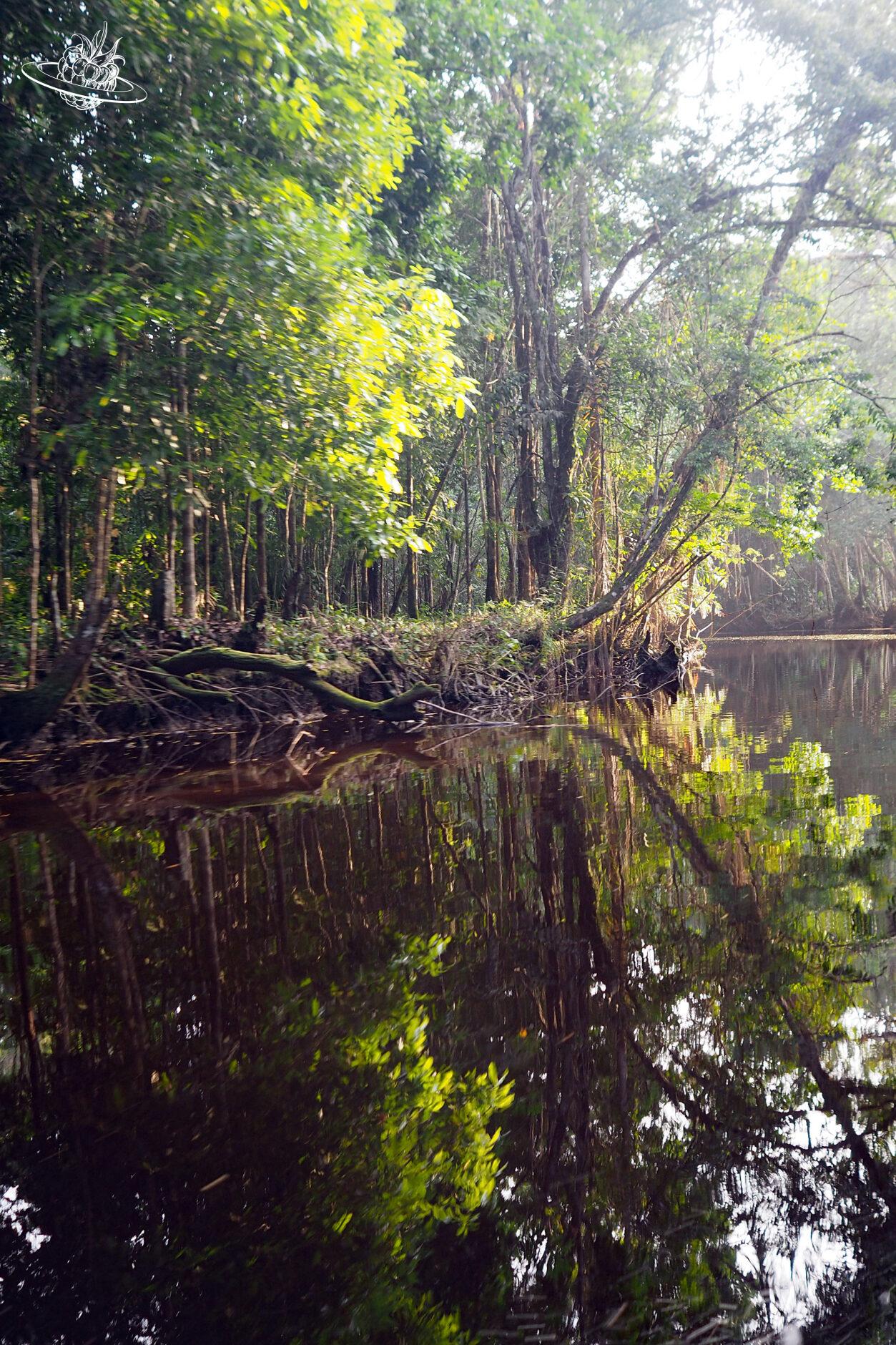 Spiegelung des Urwalds im Kanal in Guyana