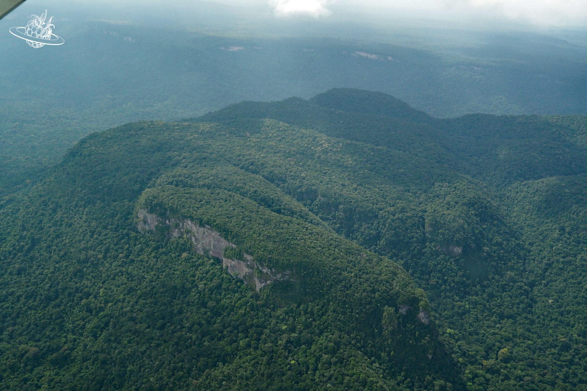 Urwald von Guyana