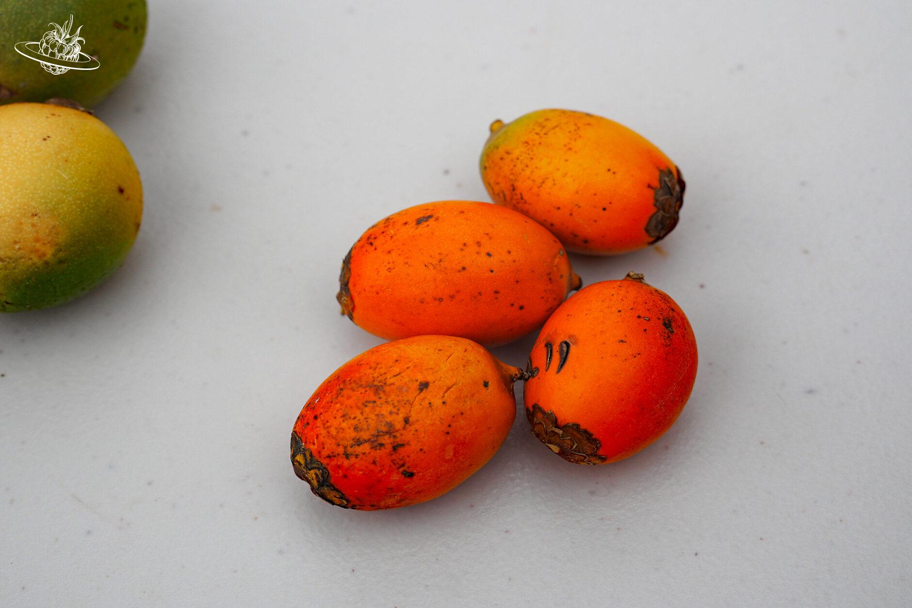 Urwald Früchte in Guyana