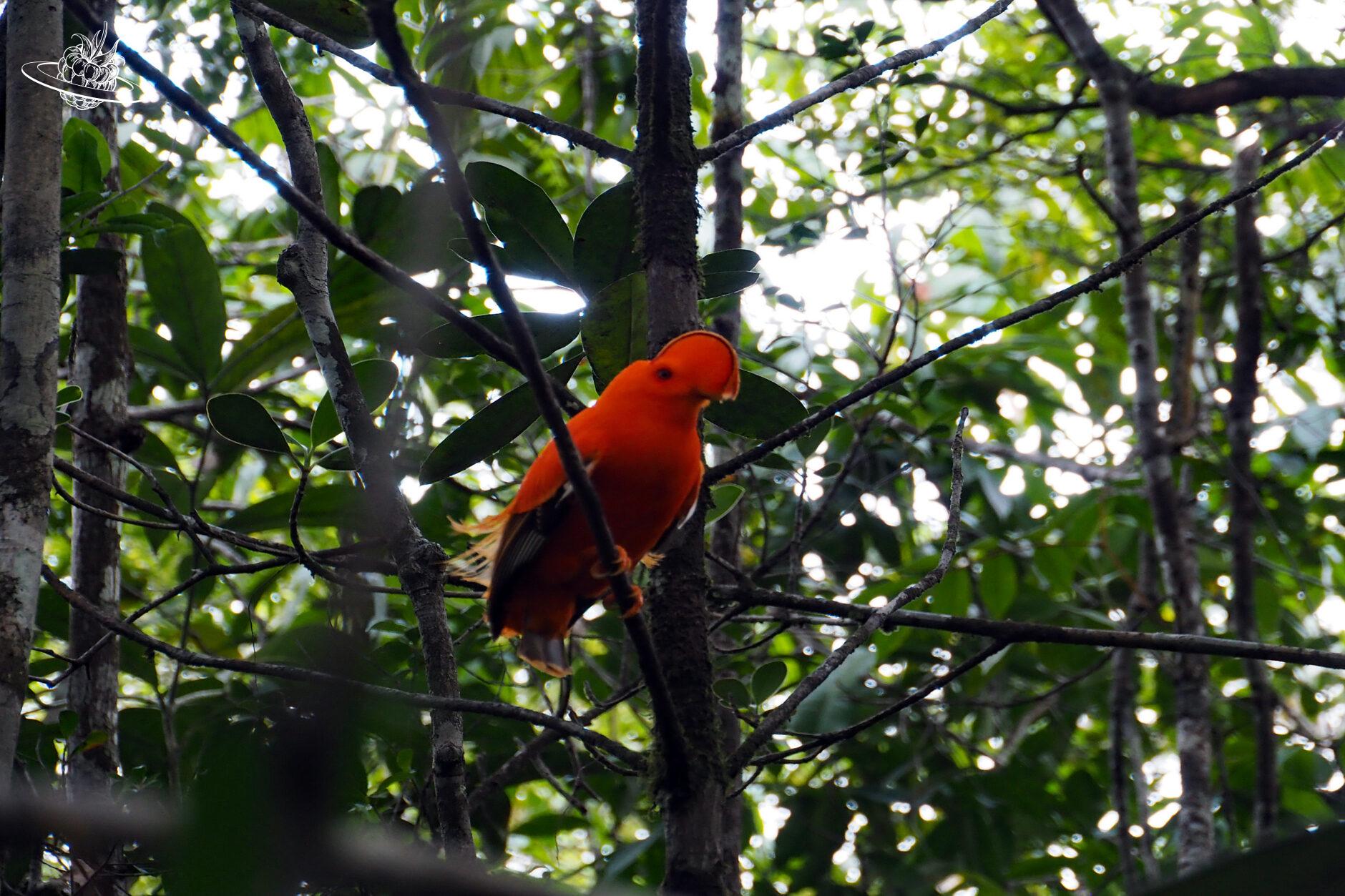 Roter Vogel in Guyana im Urwald
