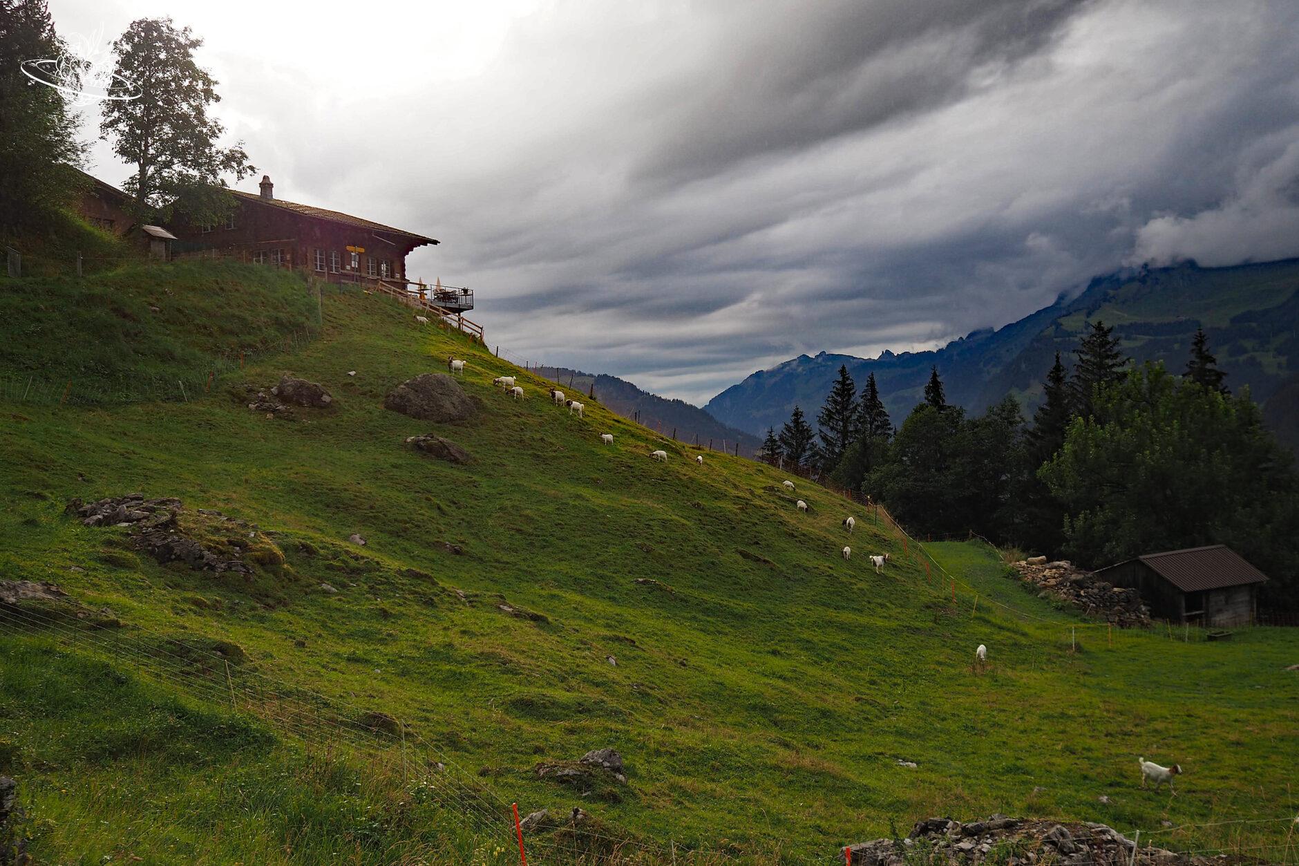 Berghaus Pfingstegg mit Ziegen auf einer Weide