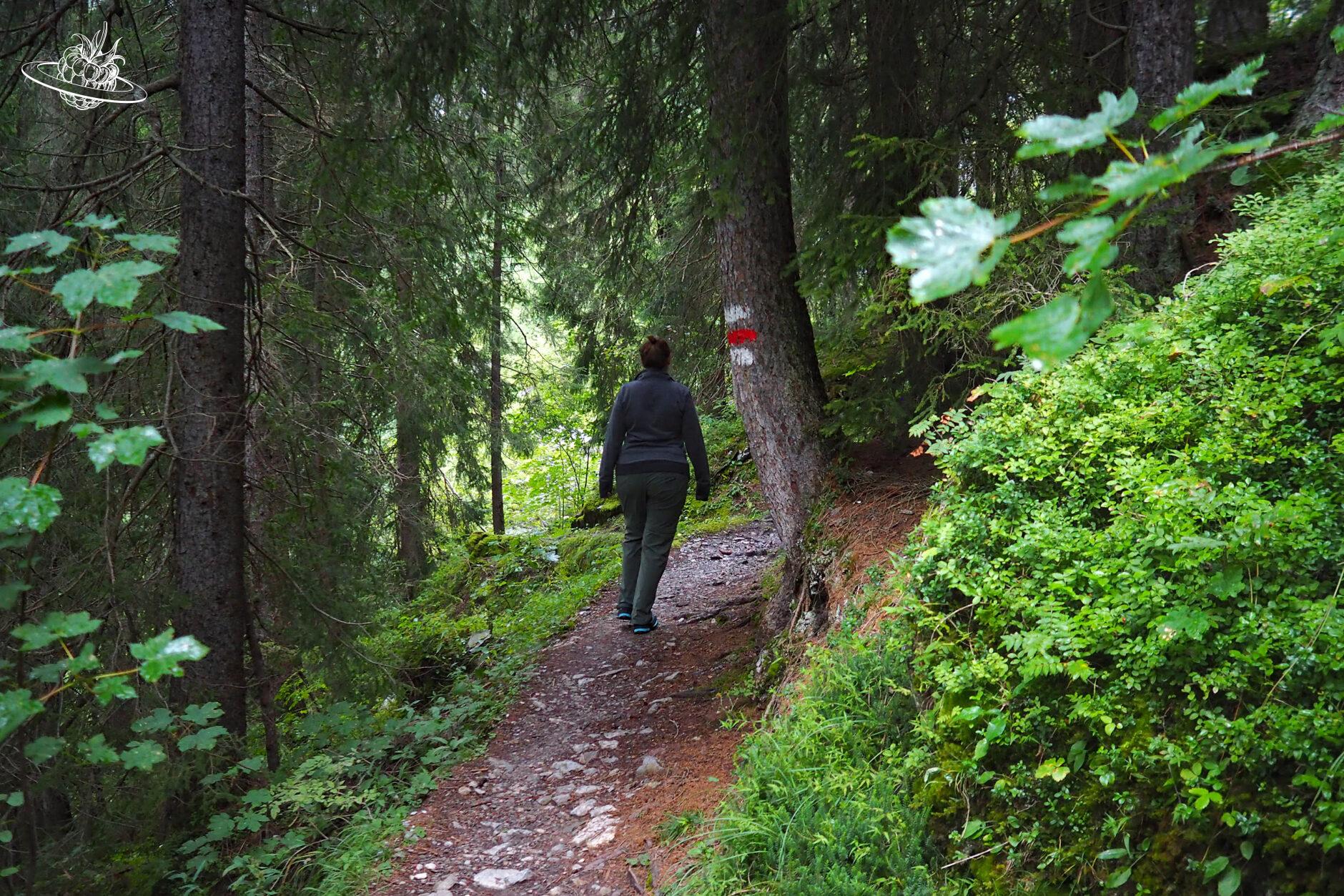 Wanderweg durch den Wald