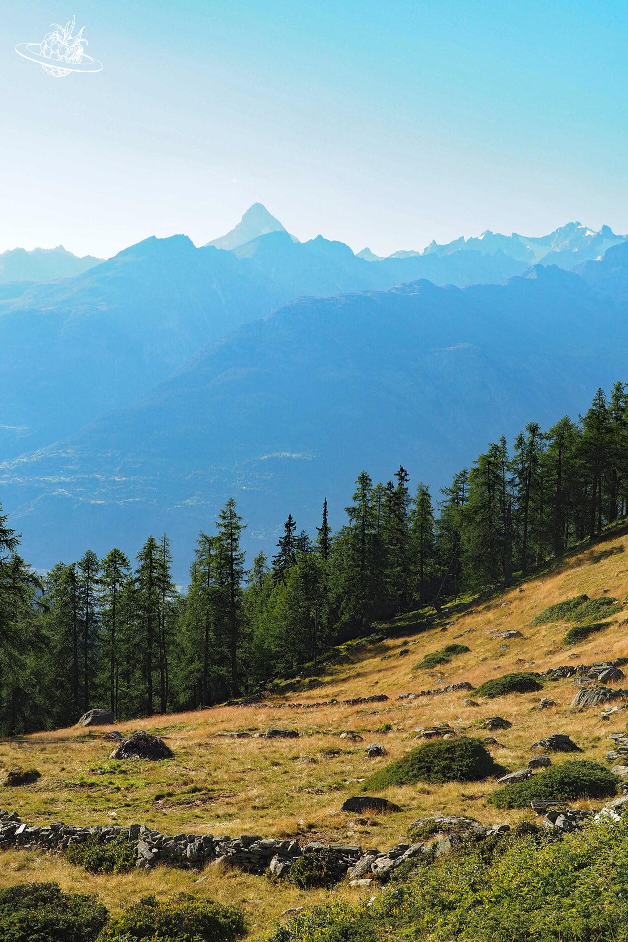 Aussicht auf die Berge mit Wald im Vordergrund