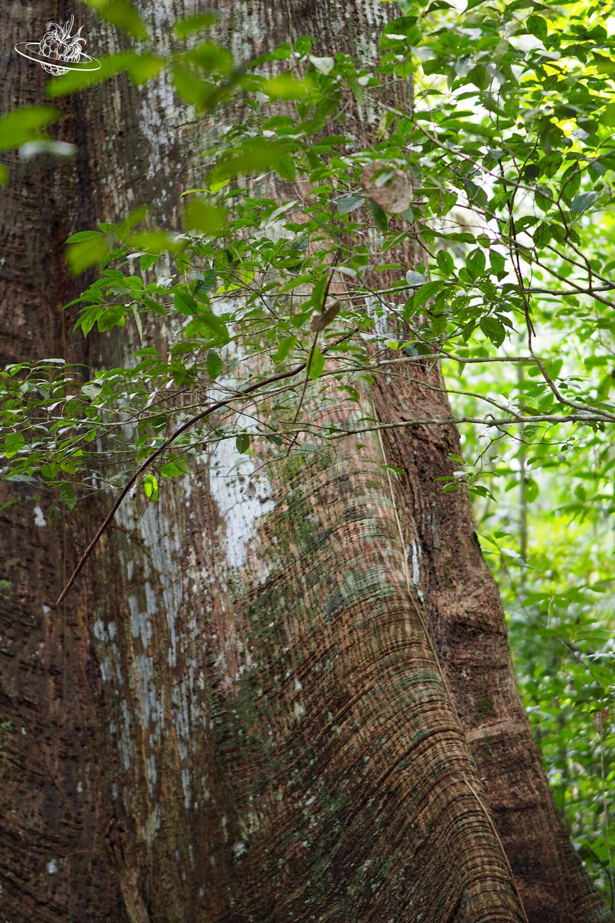 Stamm eines mächtigen Baumes im Regenwald