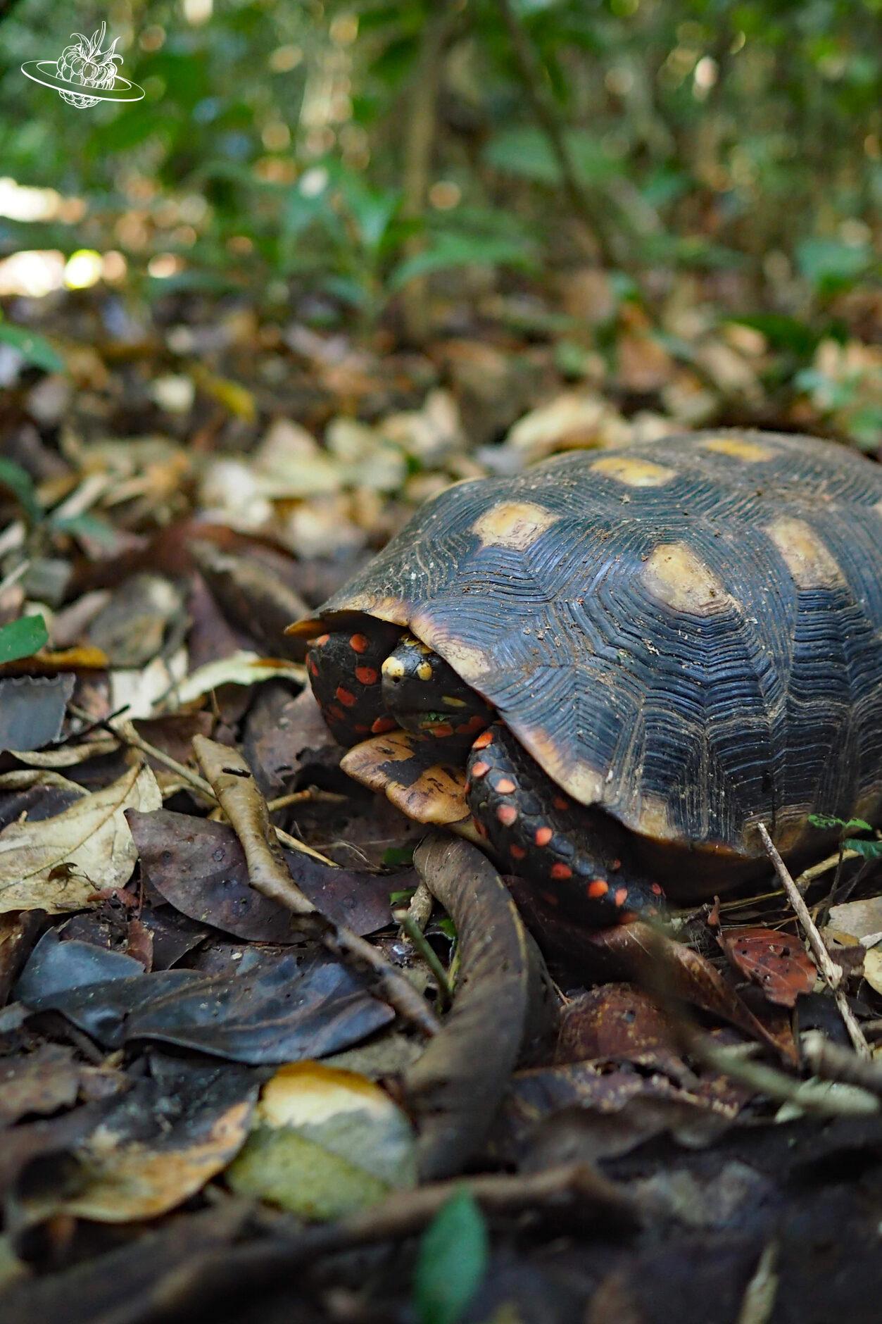 Schildkröte mit roten Punkten auf den Beinen im Waldboden