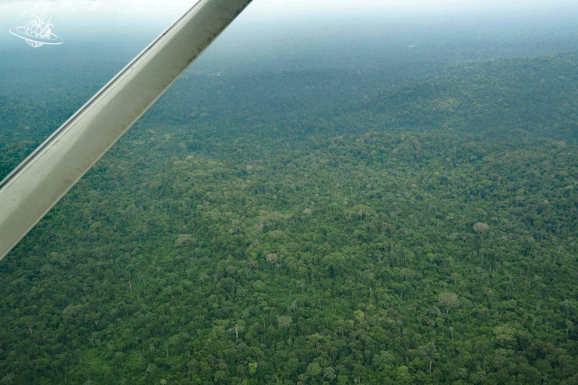 Blick aus dem Flugzeug auf den Regenwald