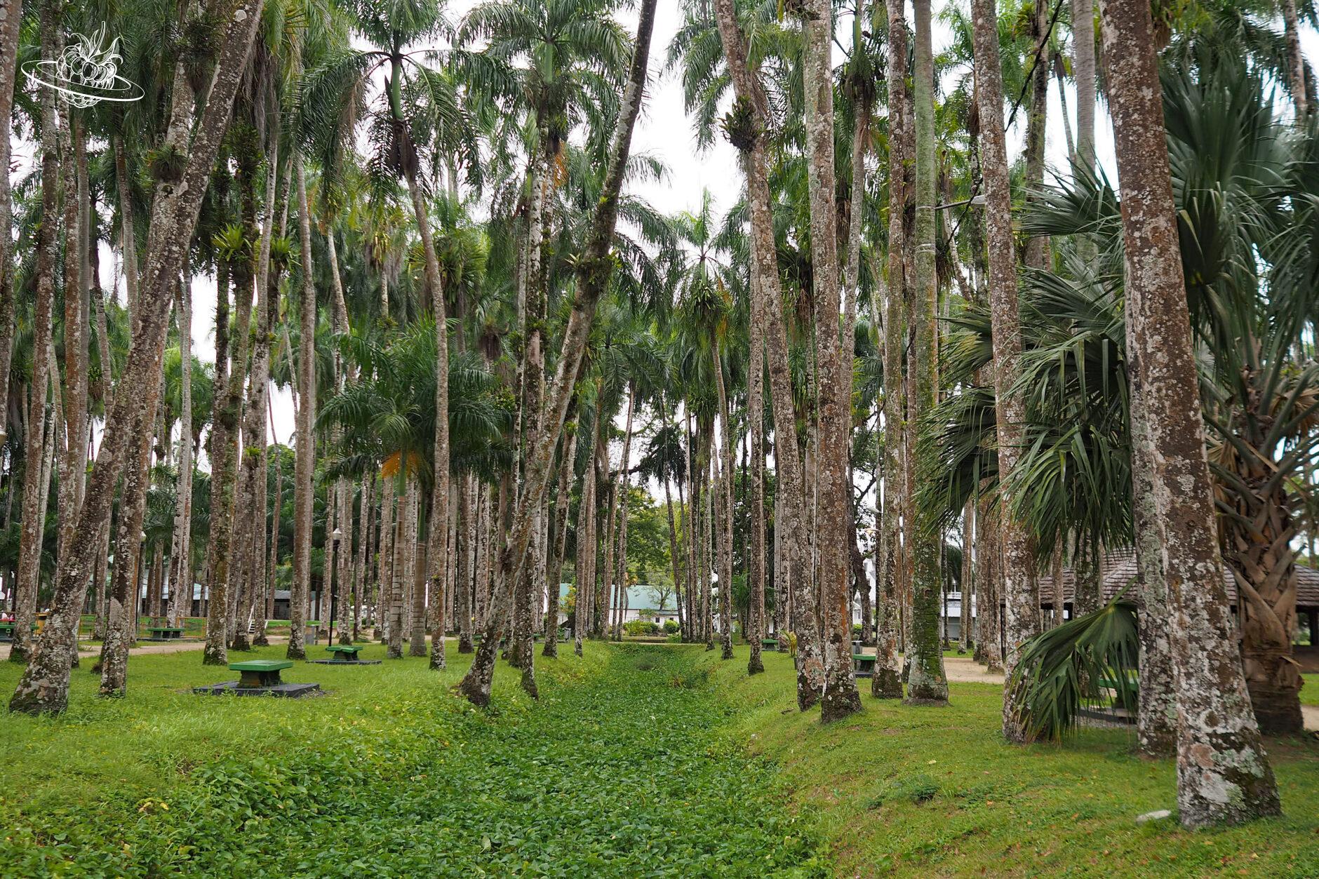 Park mit zahlreichen Palmen