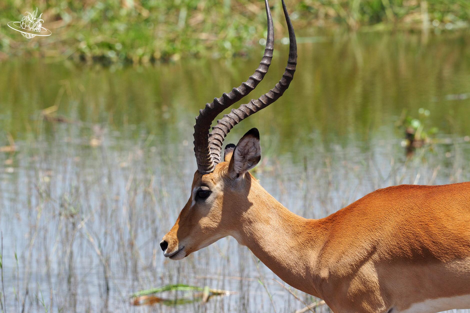antilope in ruanda