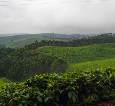 Reise-Tipp Ruanda: Gorilla-Trekking, Safari und Reisfelder