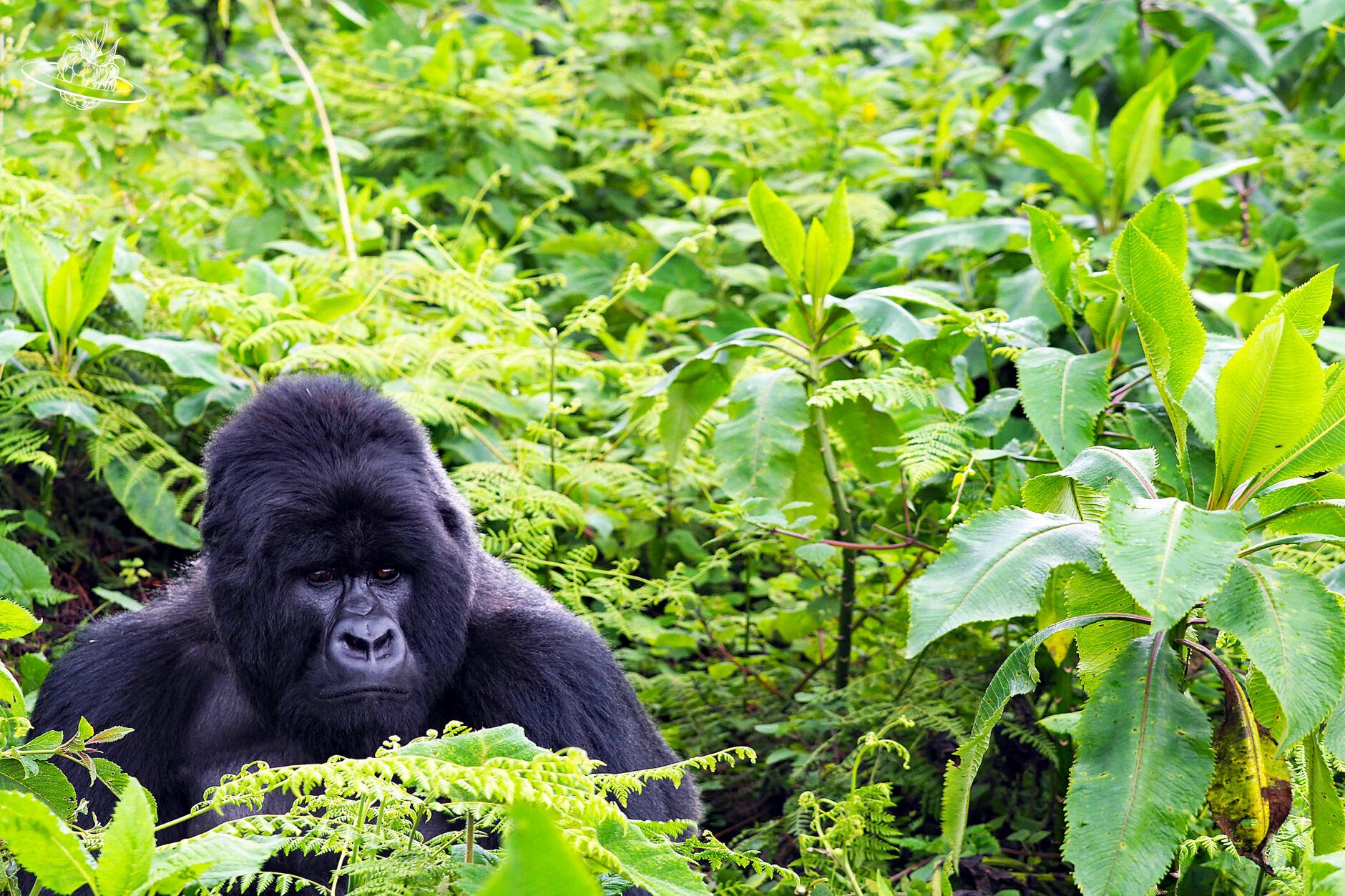 Gorilla im Gebüsch