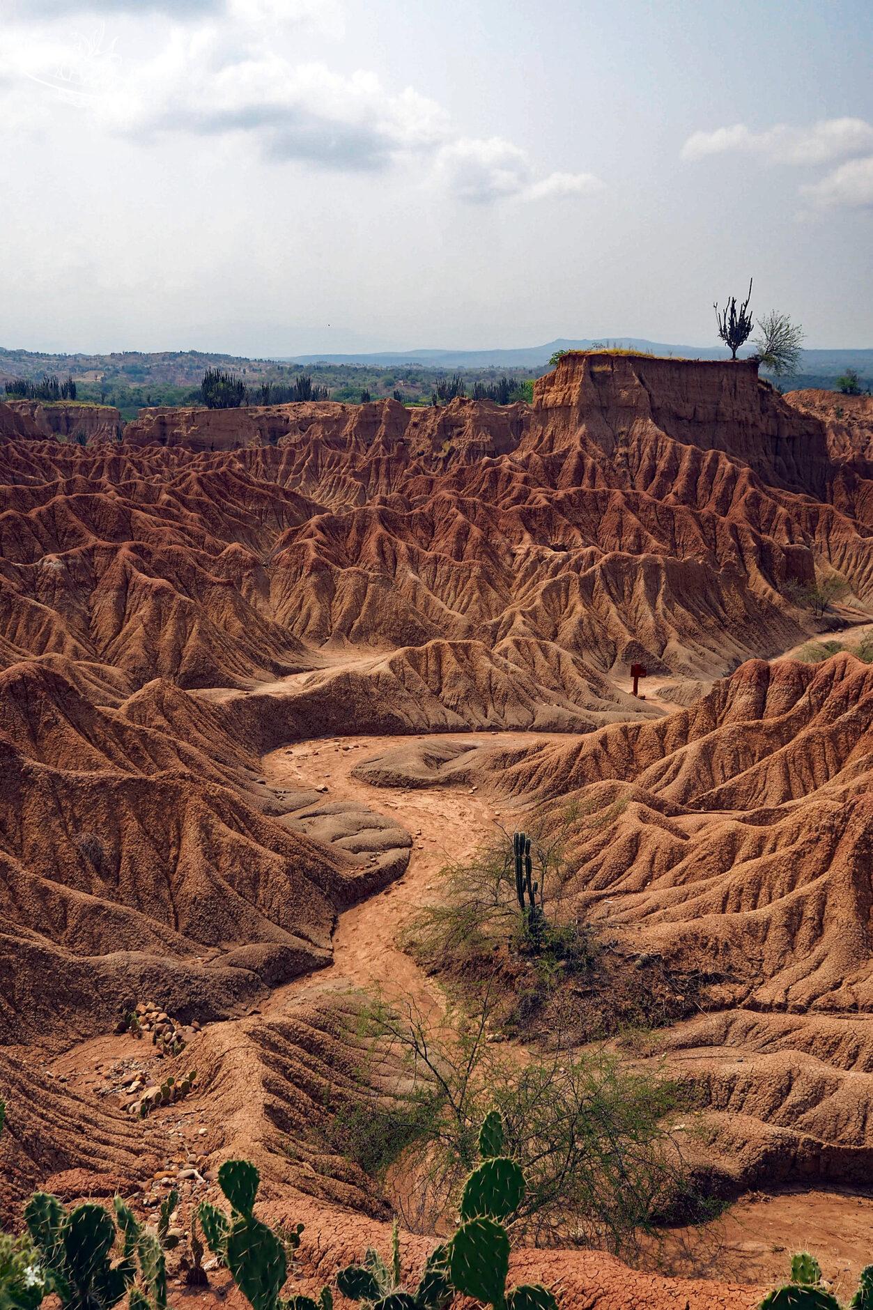 Steinwüste mit Kakteen