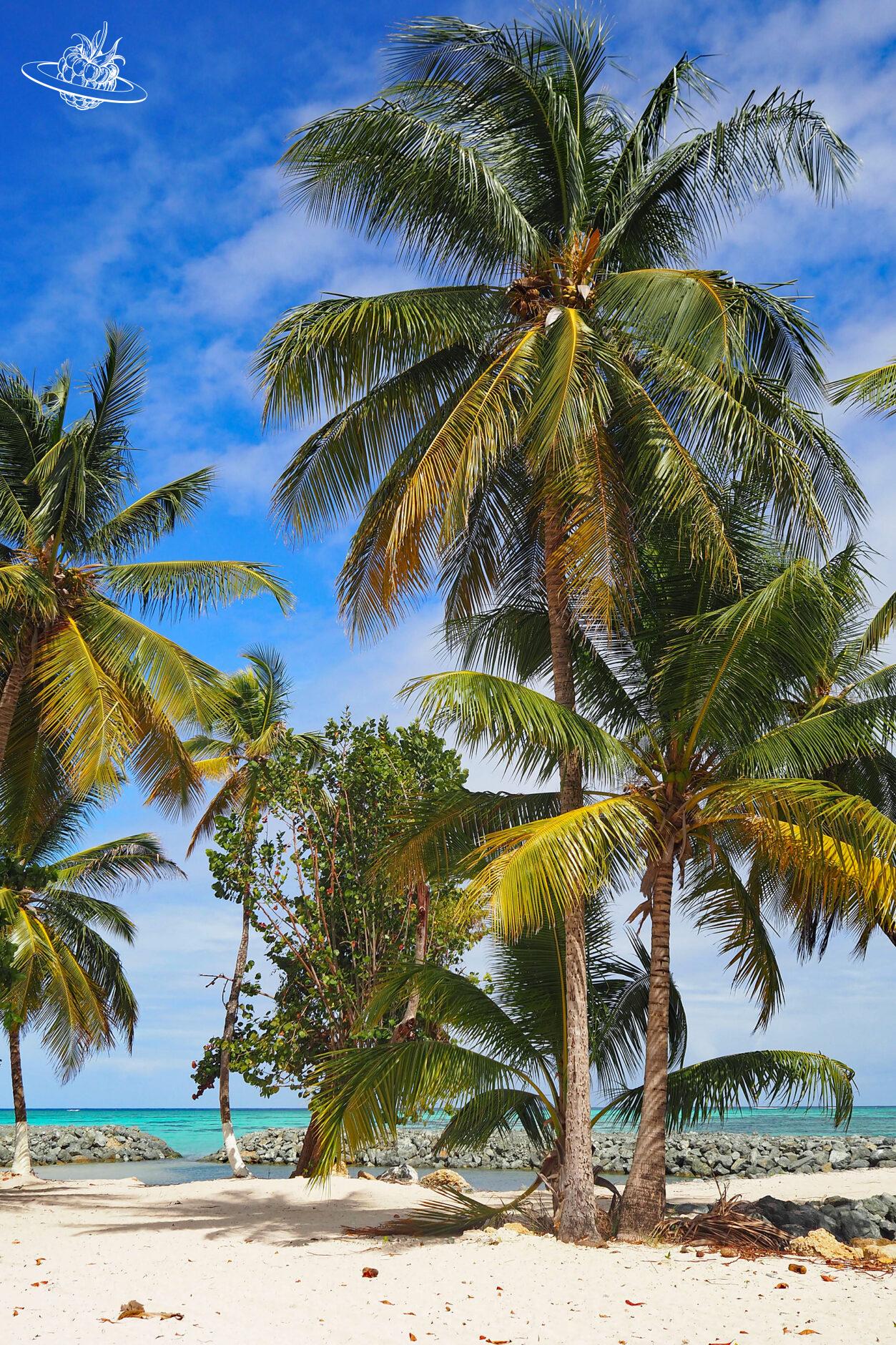 Mehrere hohe Palmen am Strand