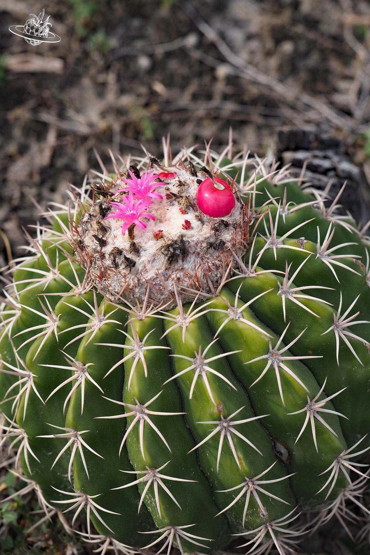 Runder Kaktus mit einer Frucht und zwei kleinen Blüten