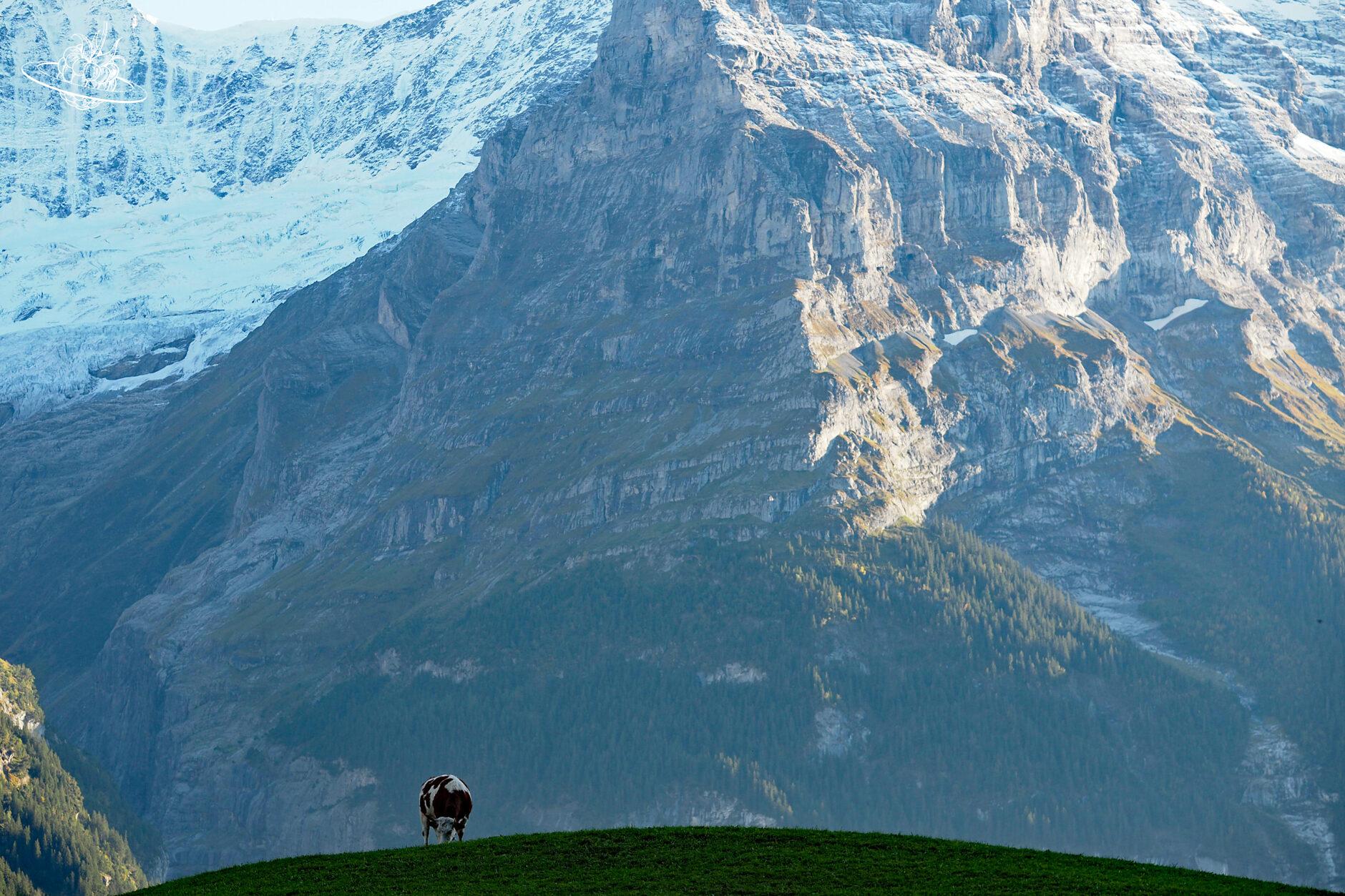 Kuh vor dem Berg
