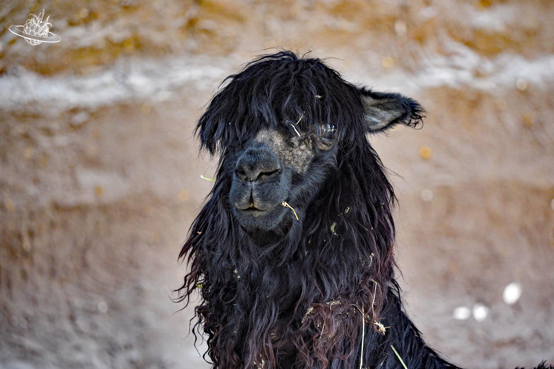 Schwarzes, zotteliges Alpaca