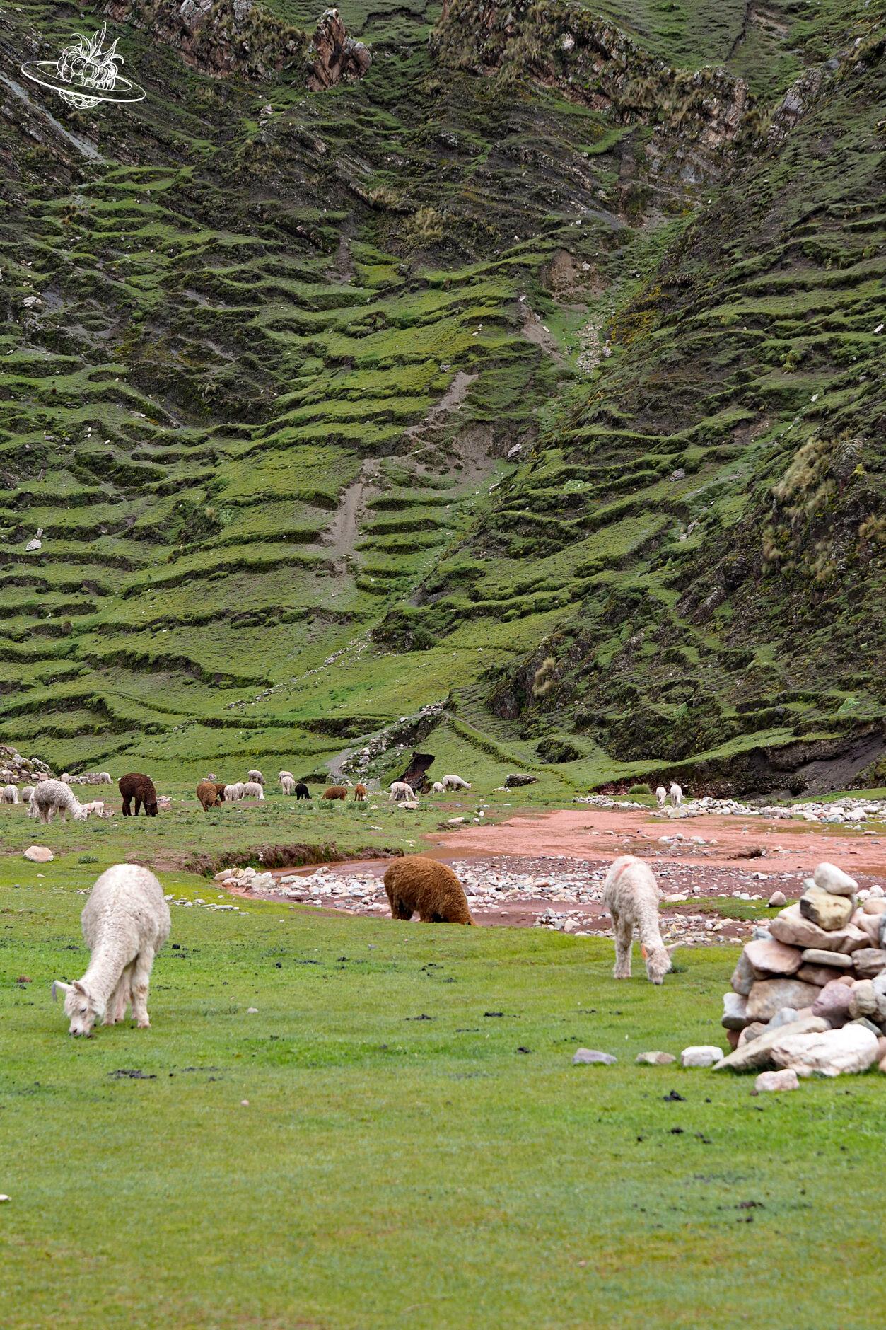 Grüne Wiese mit Lamas