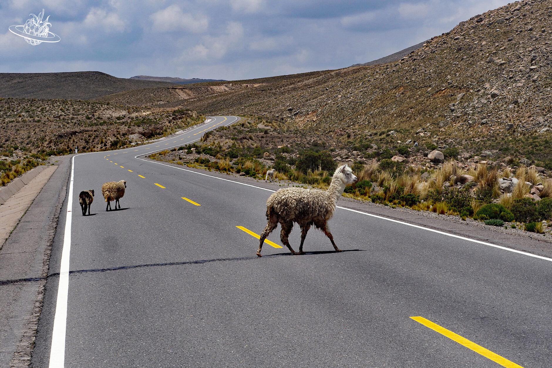 Lama, welches eine Strasse in den Anden überquert