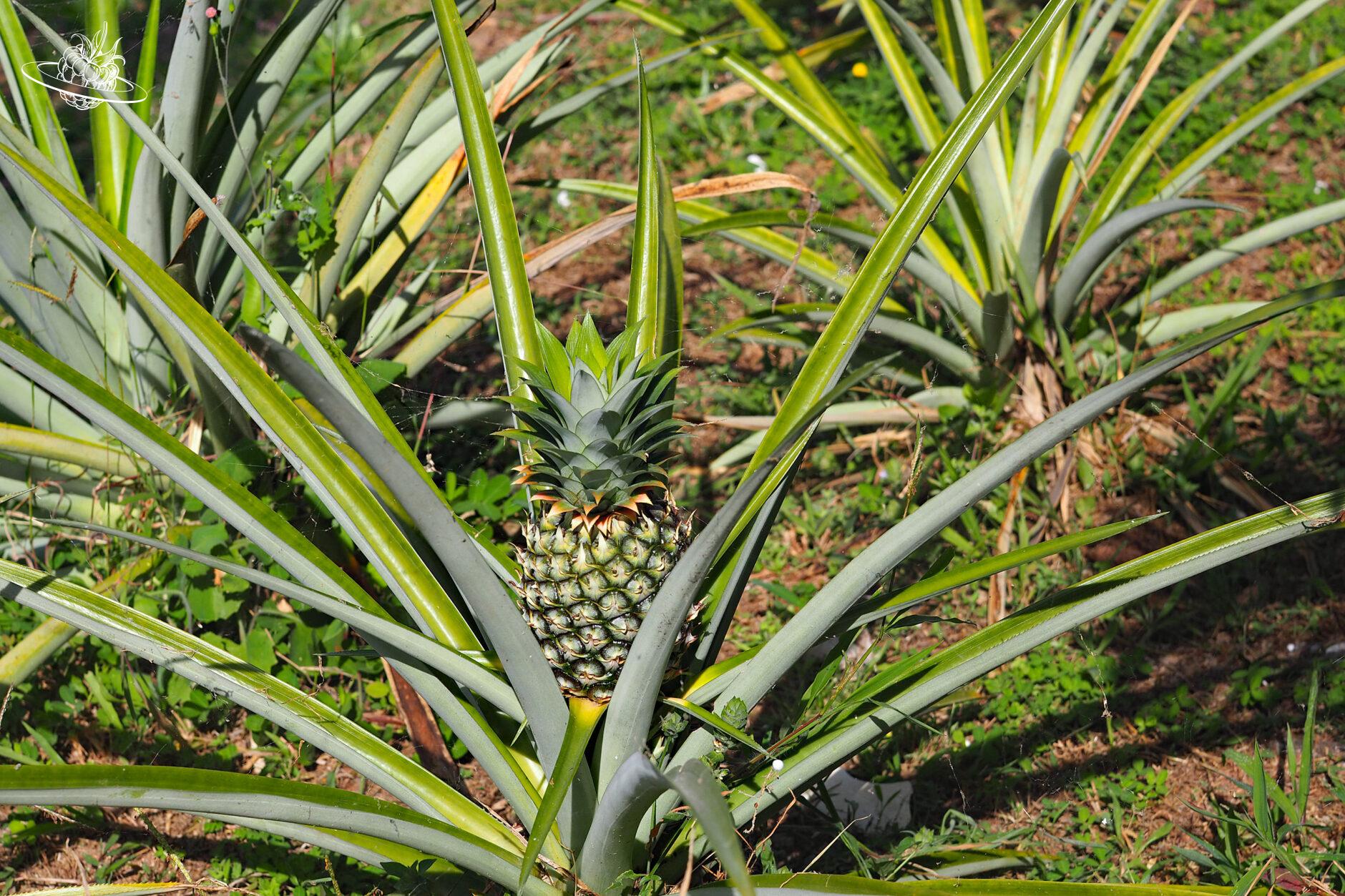 Ananas im Strauch