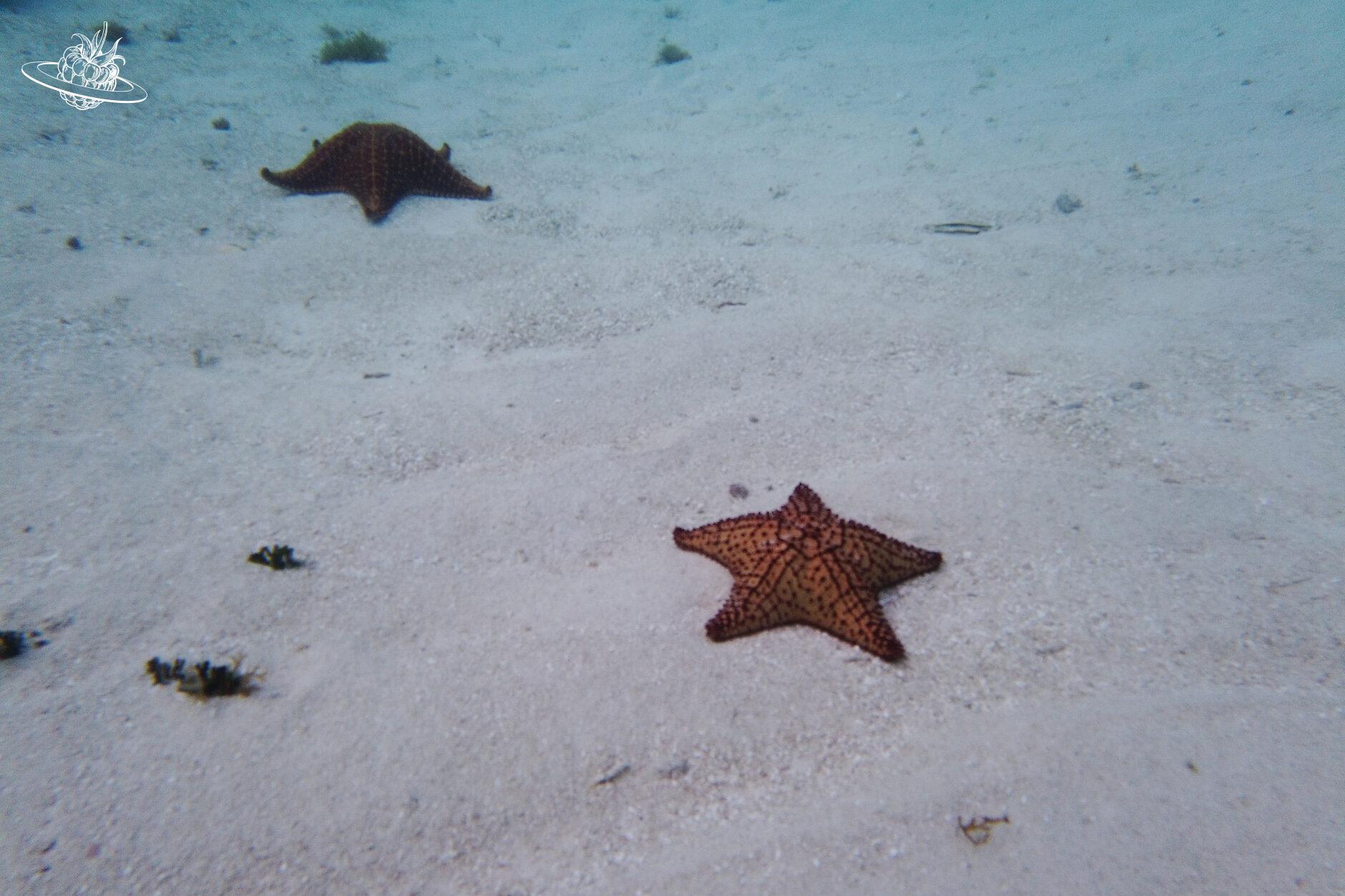 Seesterne am Meeresboden