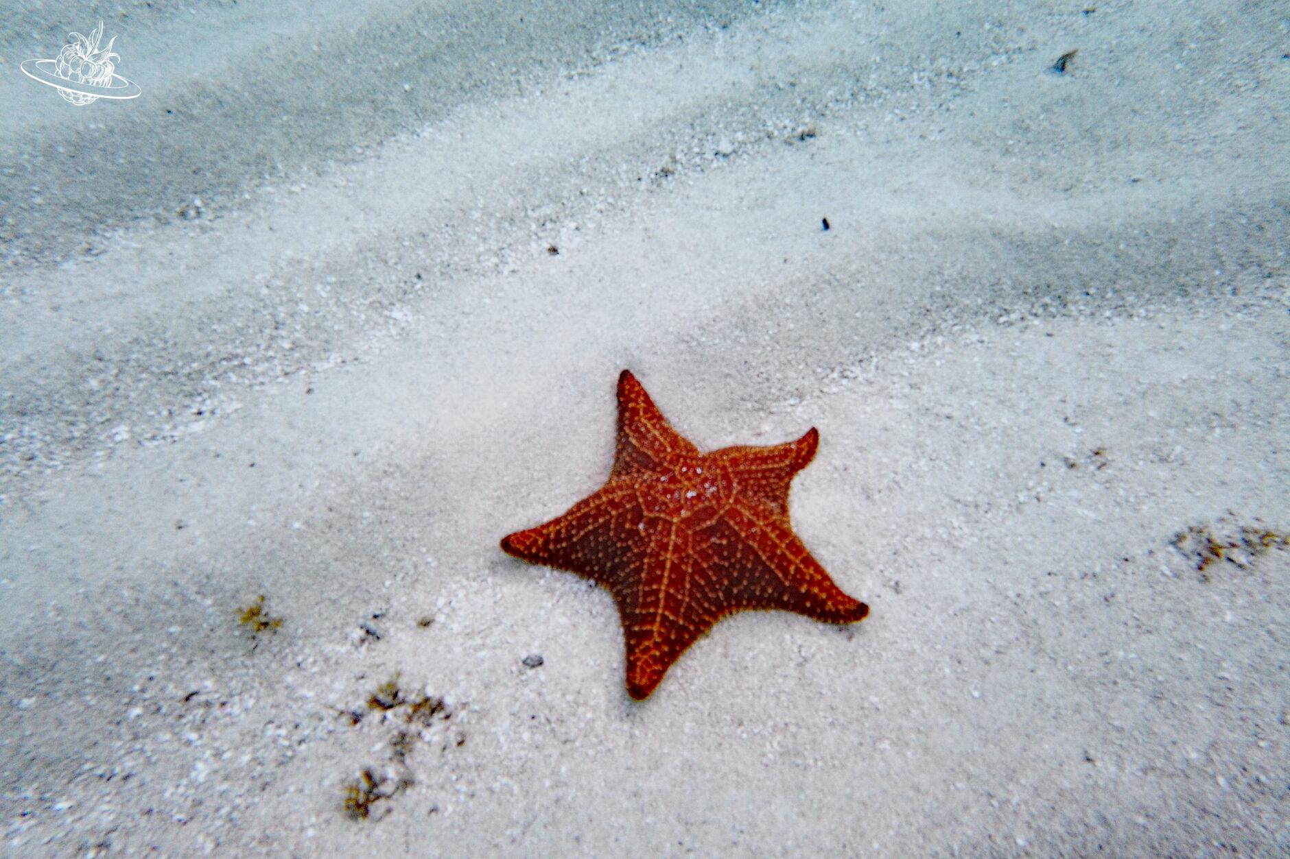 Seestern am Boden