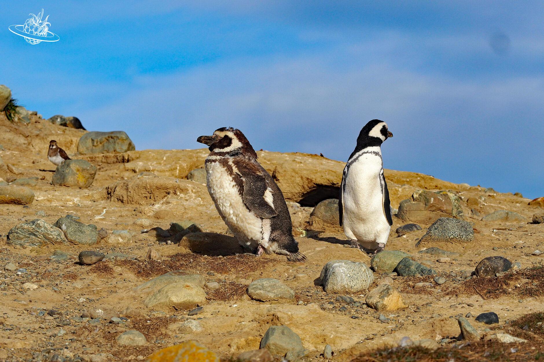 zwei pinguine