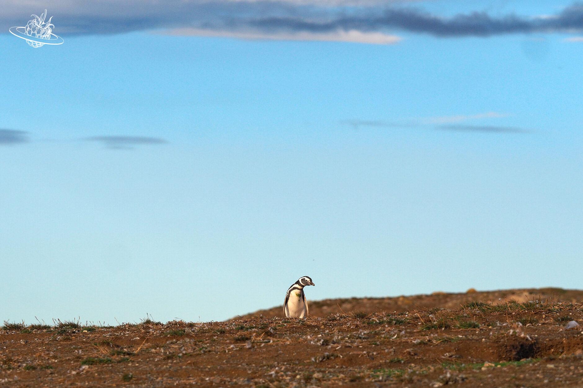 pinguin auf land