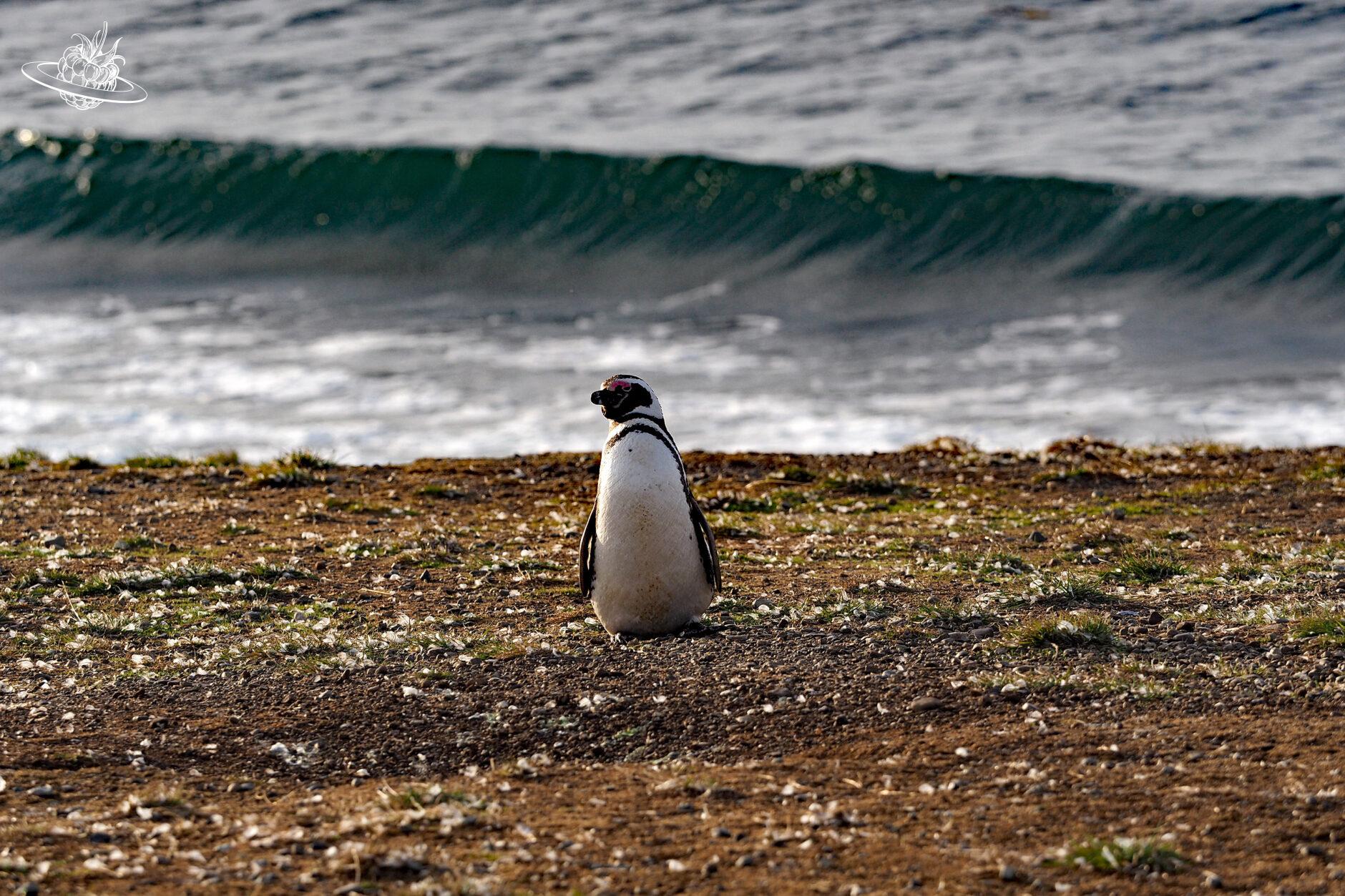 Pinguin auf Land