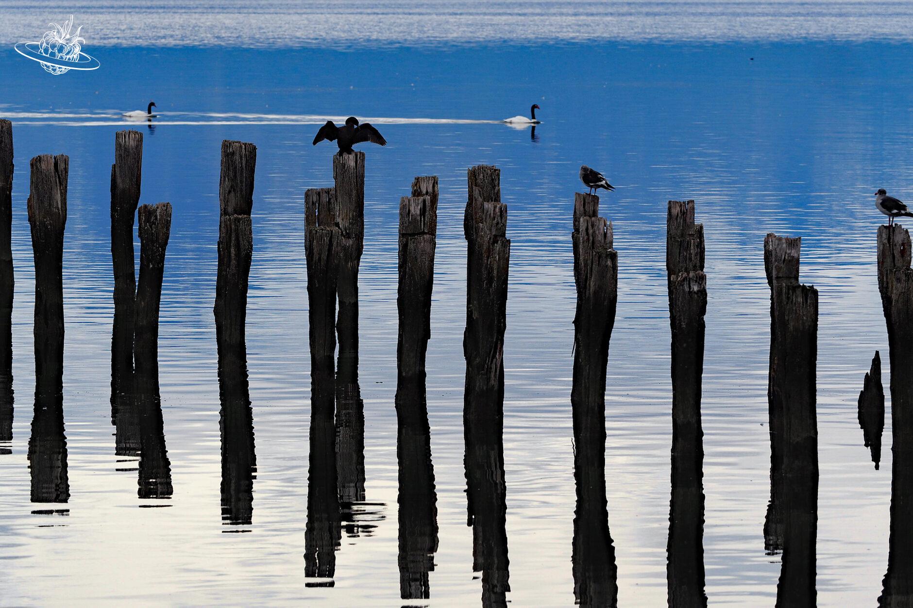 schwan auf holzsteg