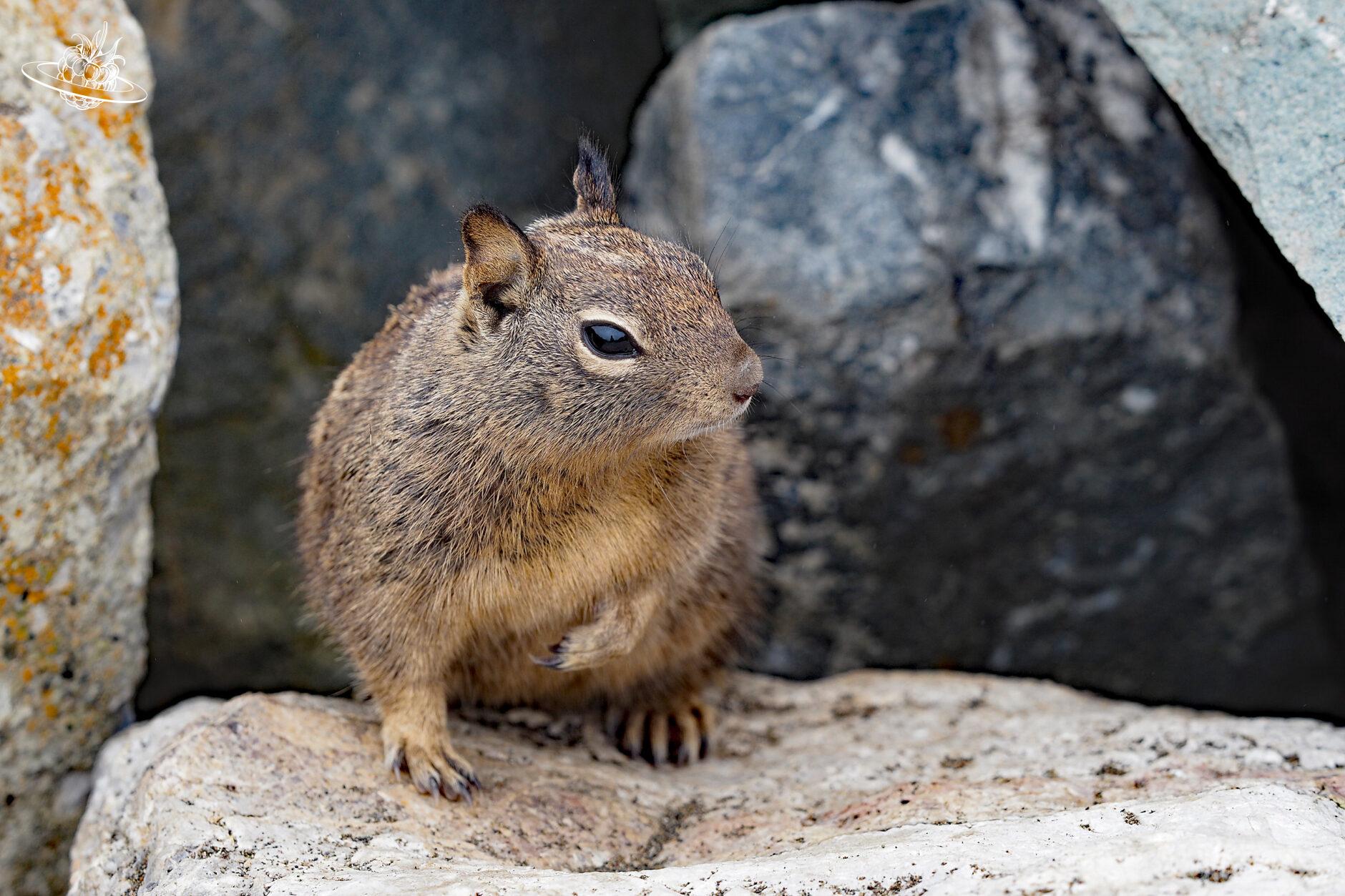 eichhörnchen auf stein