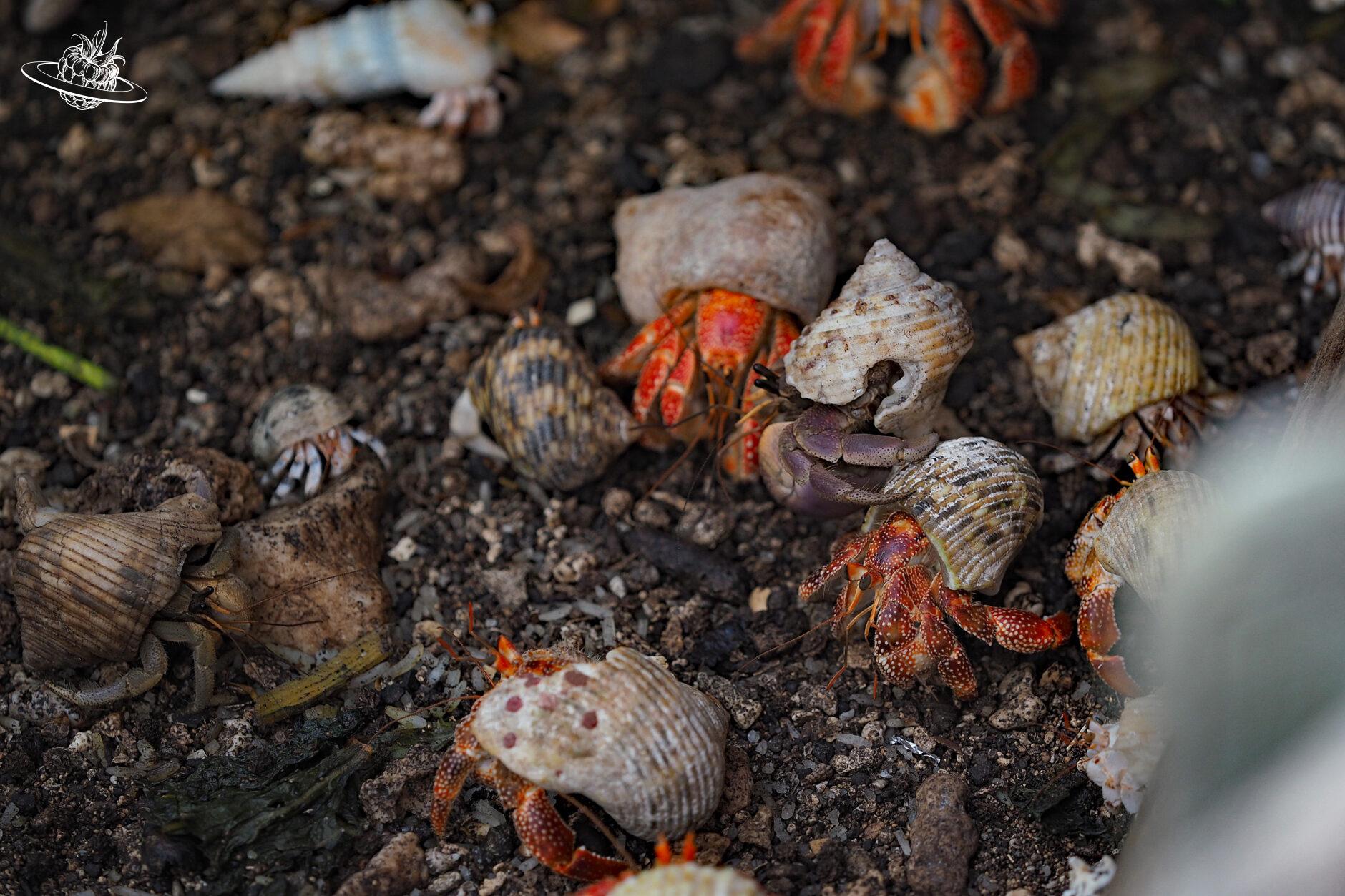 krebse mit schneckenhäusern