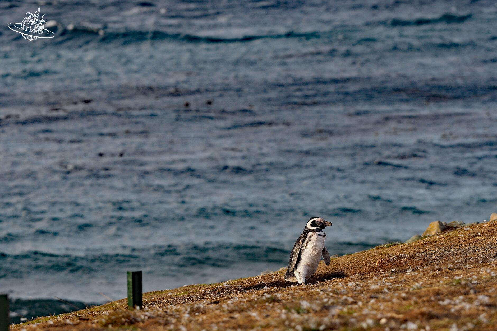 ein laufender pinguin
