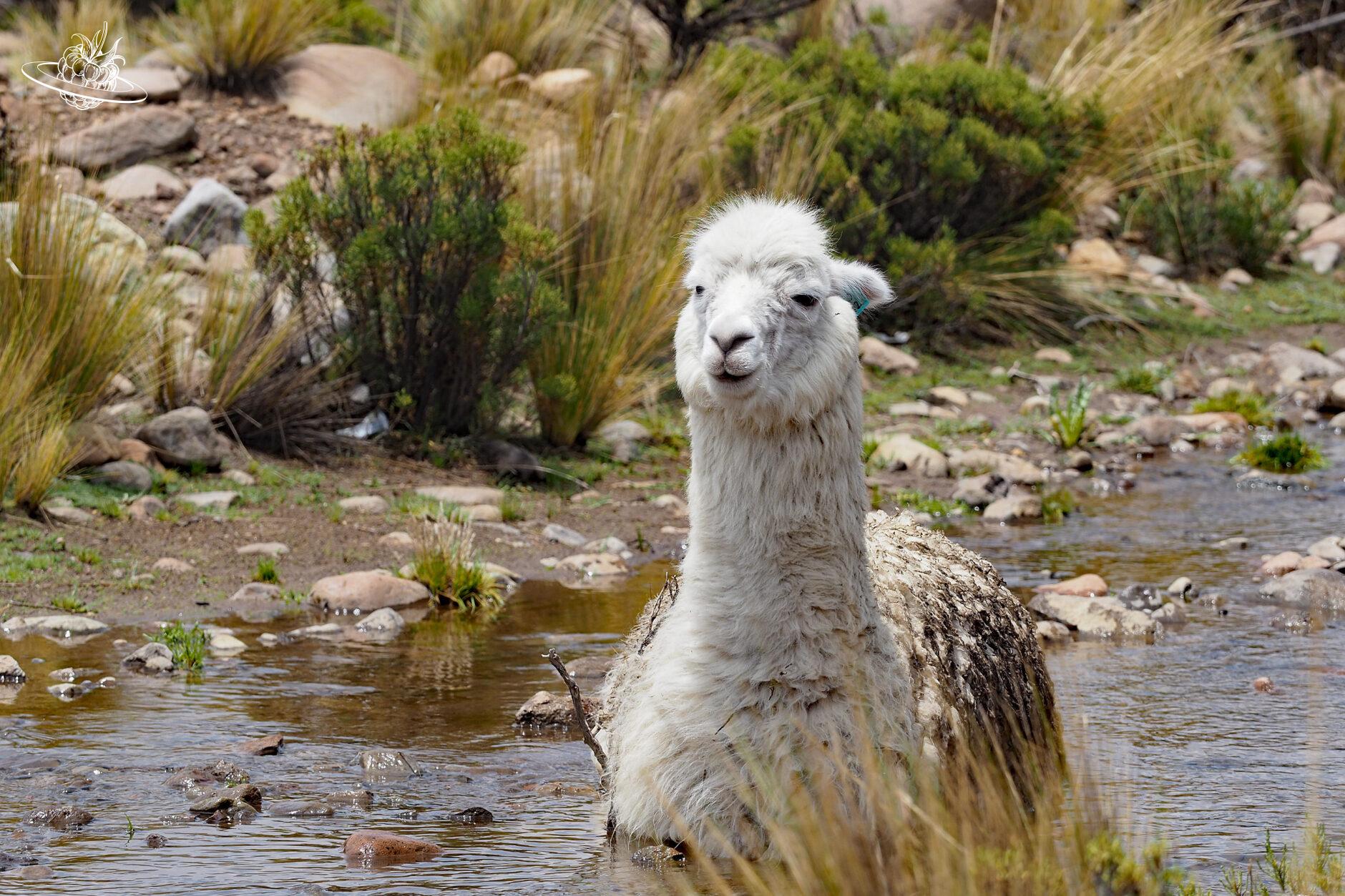 lama im wasser