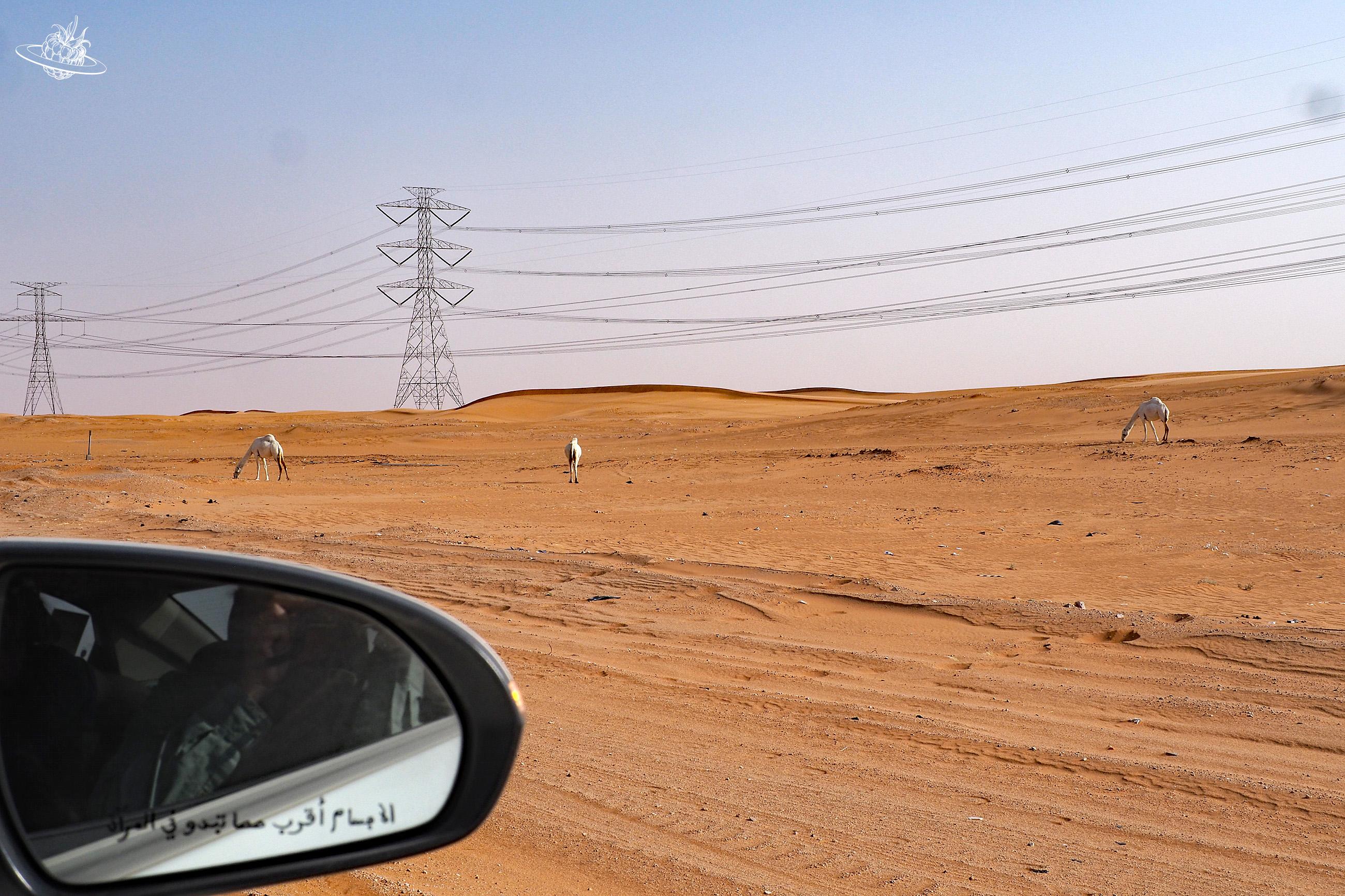Dromedan entlang der Autostrasse