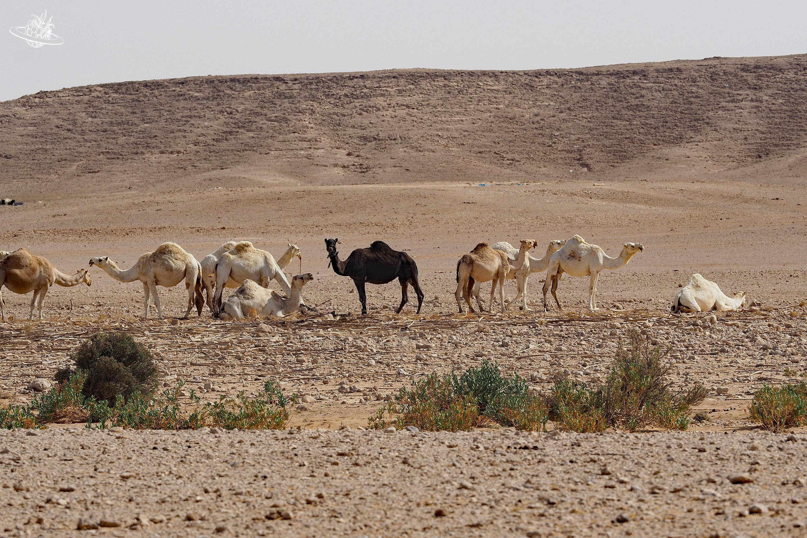 Dromedar in der Wüste