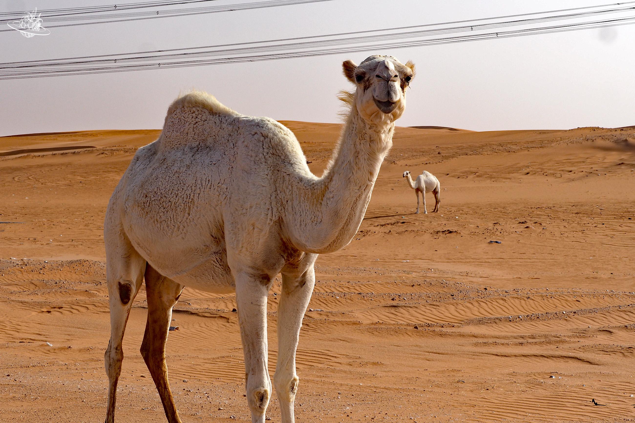 2 Dromedare in der Wüste